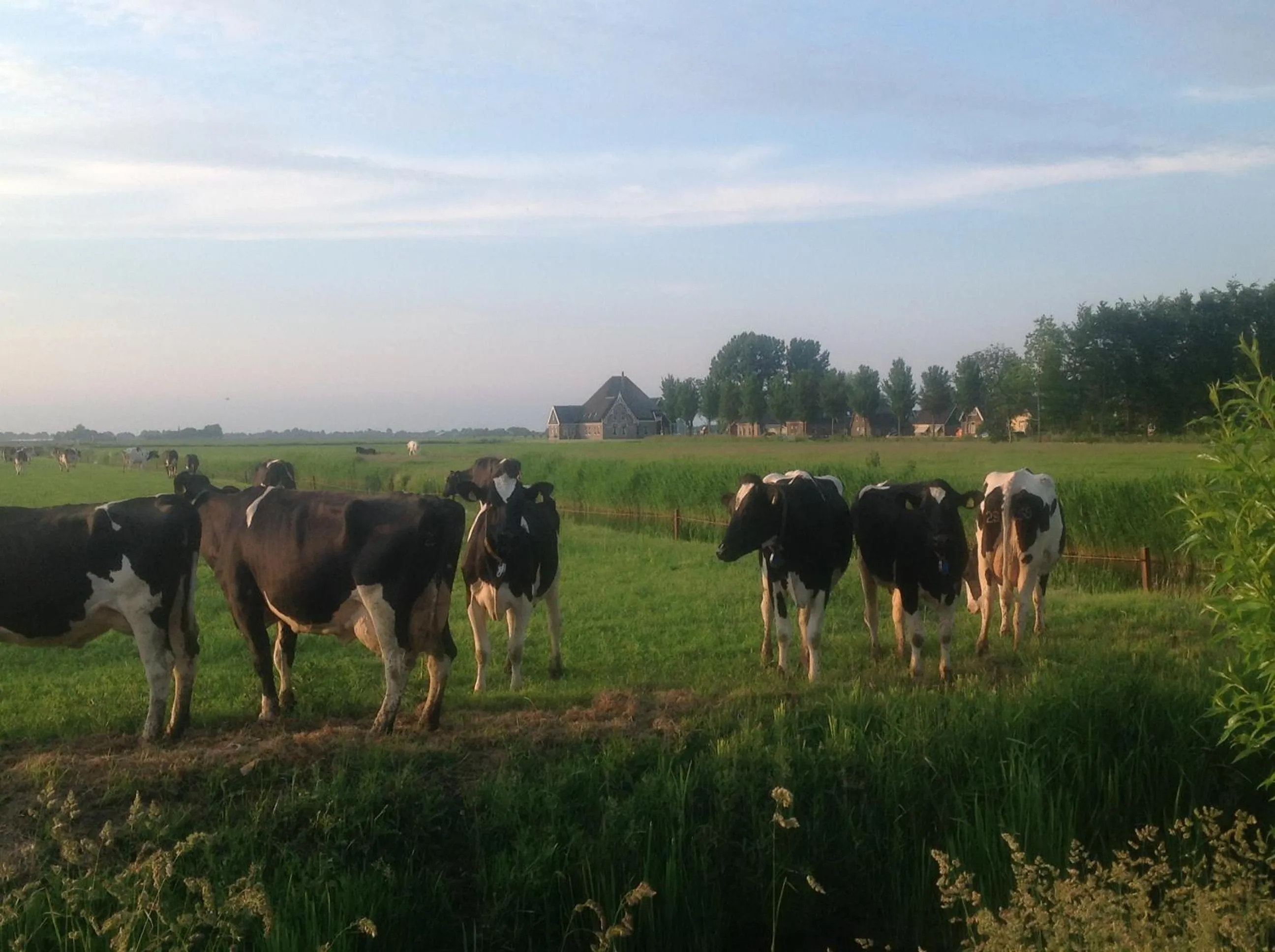 View (from property/room) in Chalet Ben in Broek