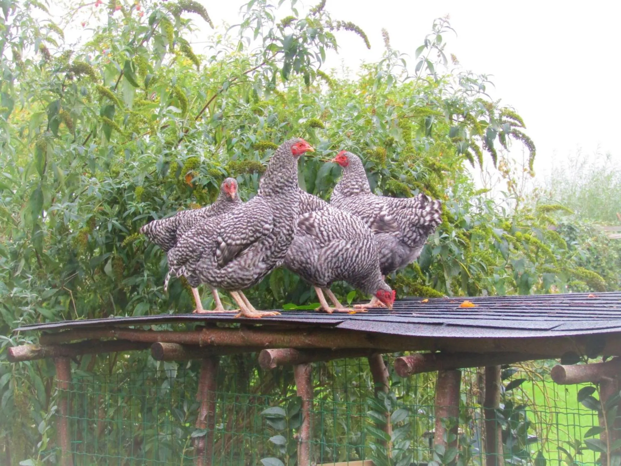 Garden in Chalet Ben in Broek