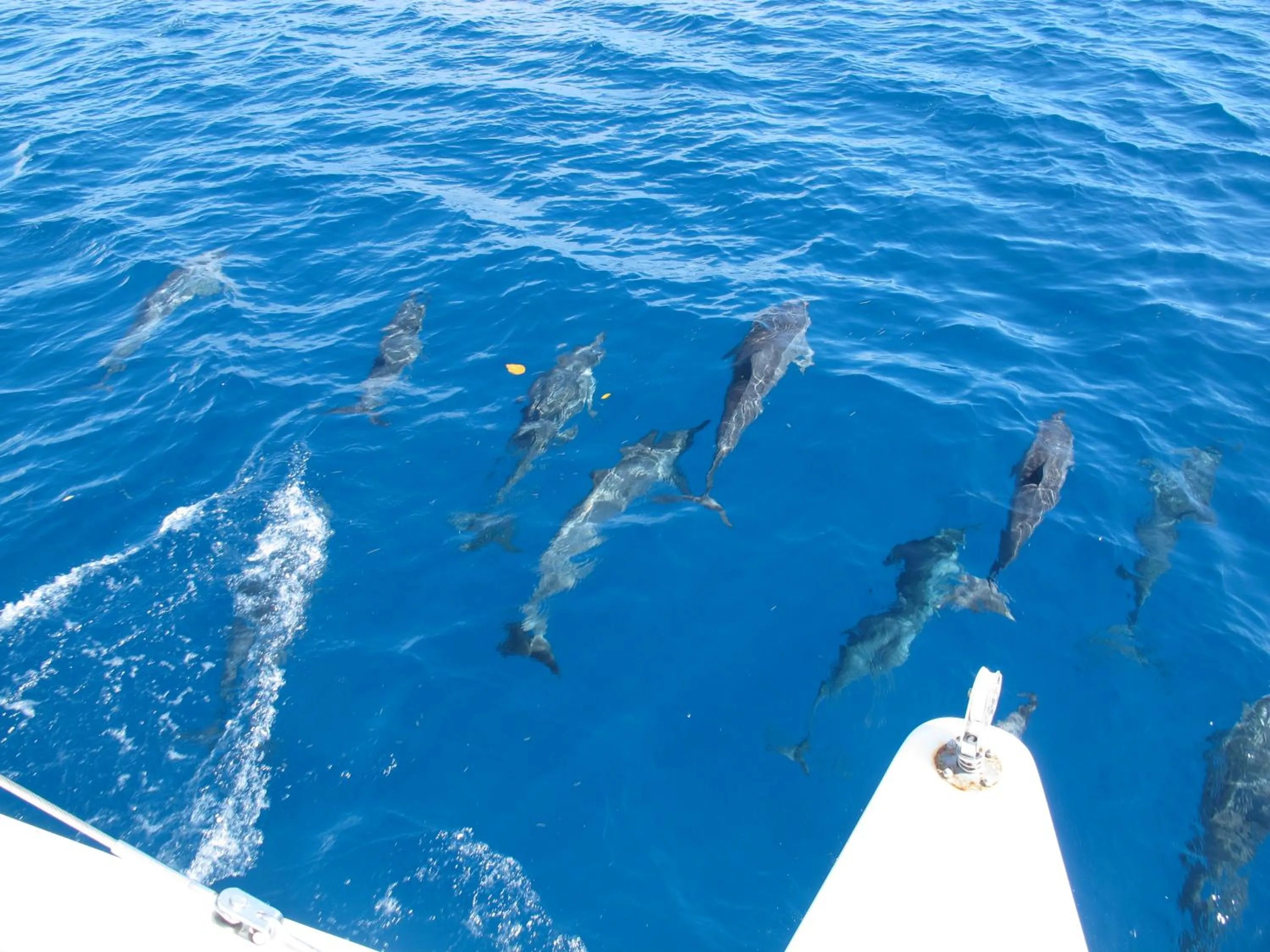 Animals in Vacala Bay Resort