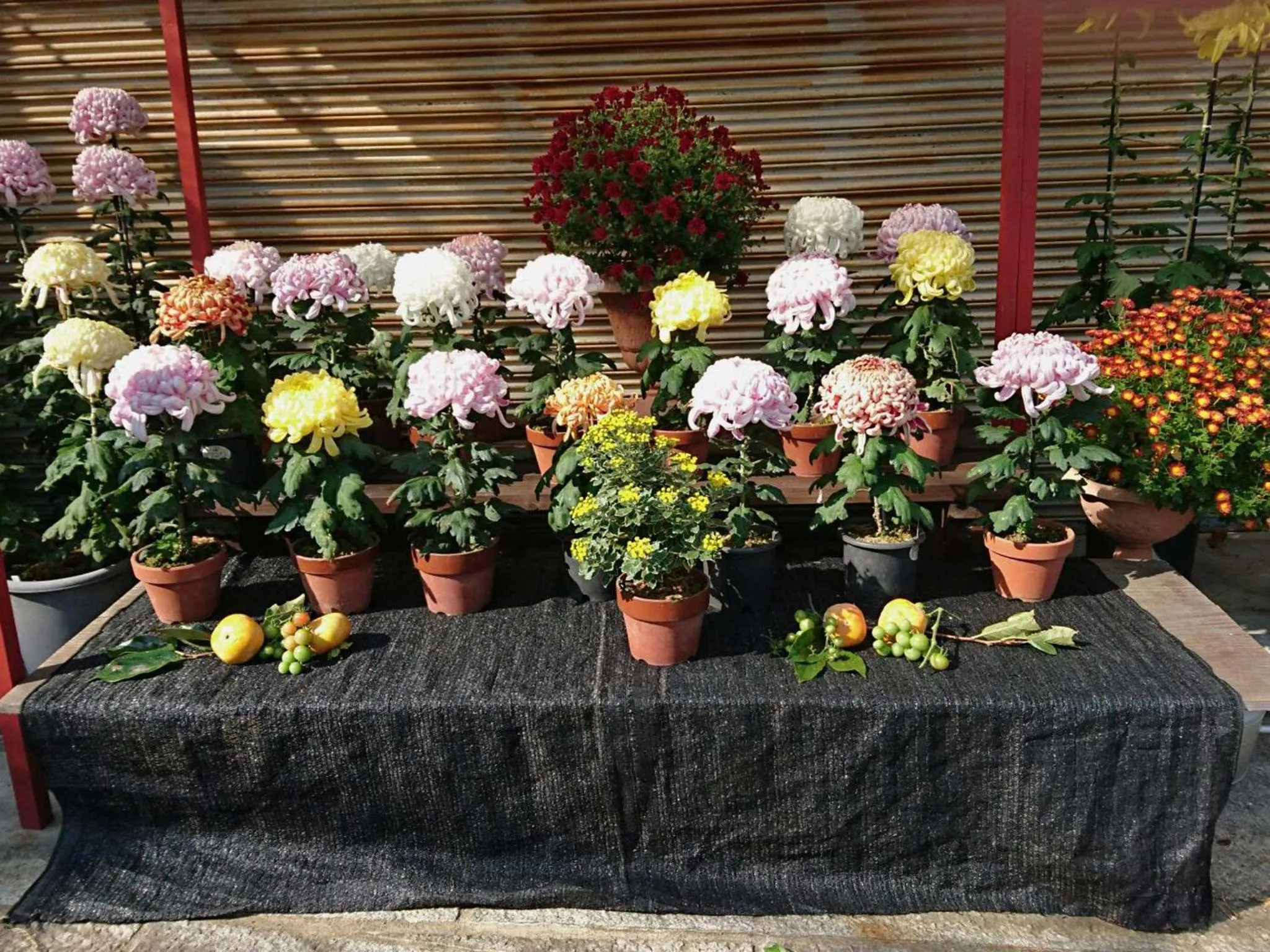 Autumn in Shiroyama Ryokan