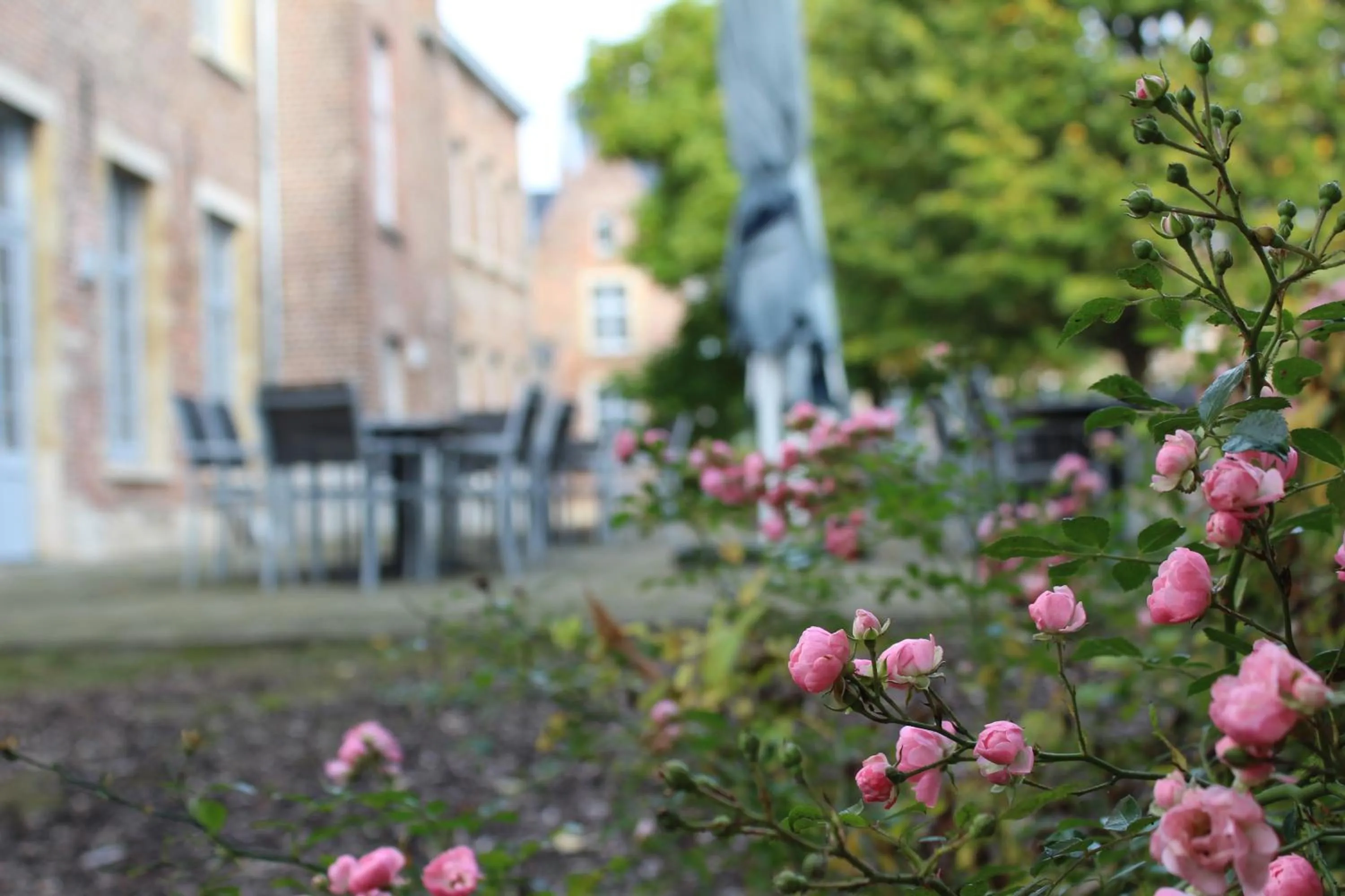 Garden in Irish College Leuven
