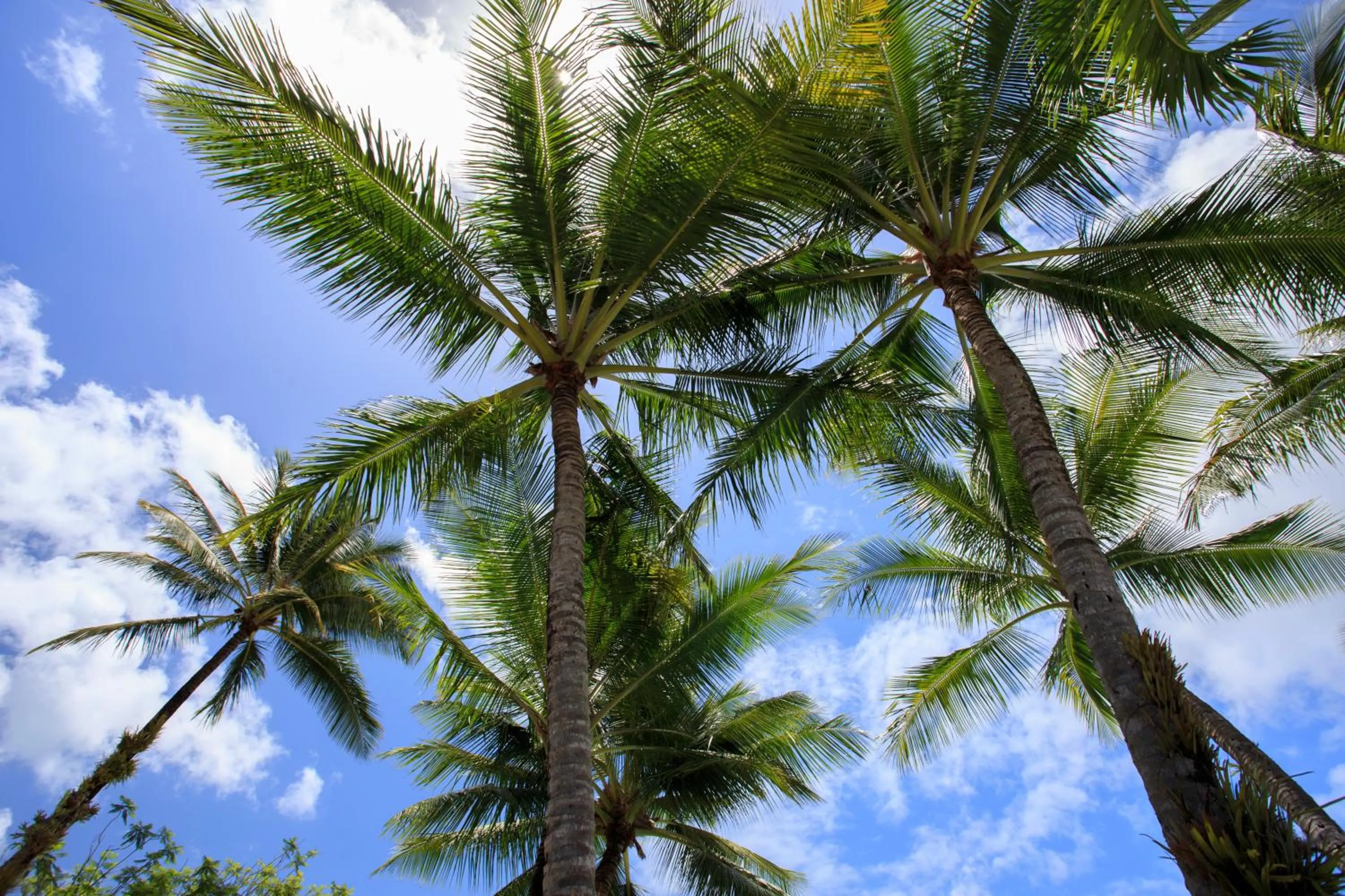 Garden in Scotty's Mission Beach