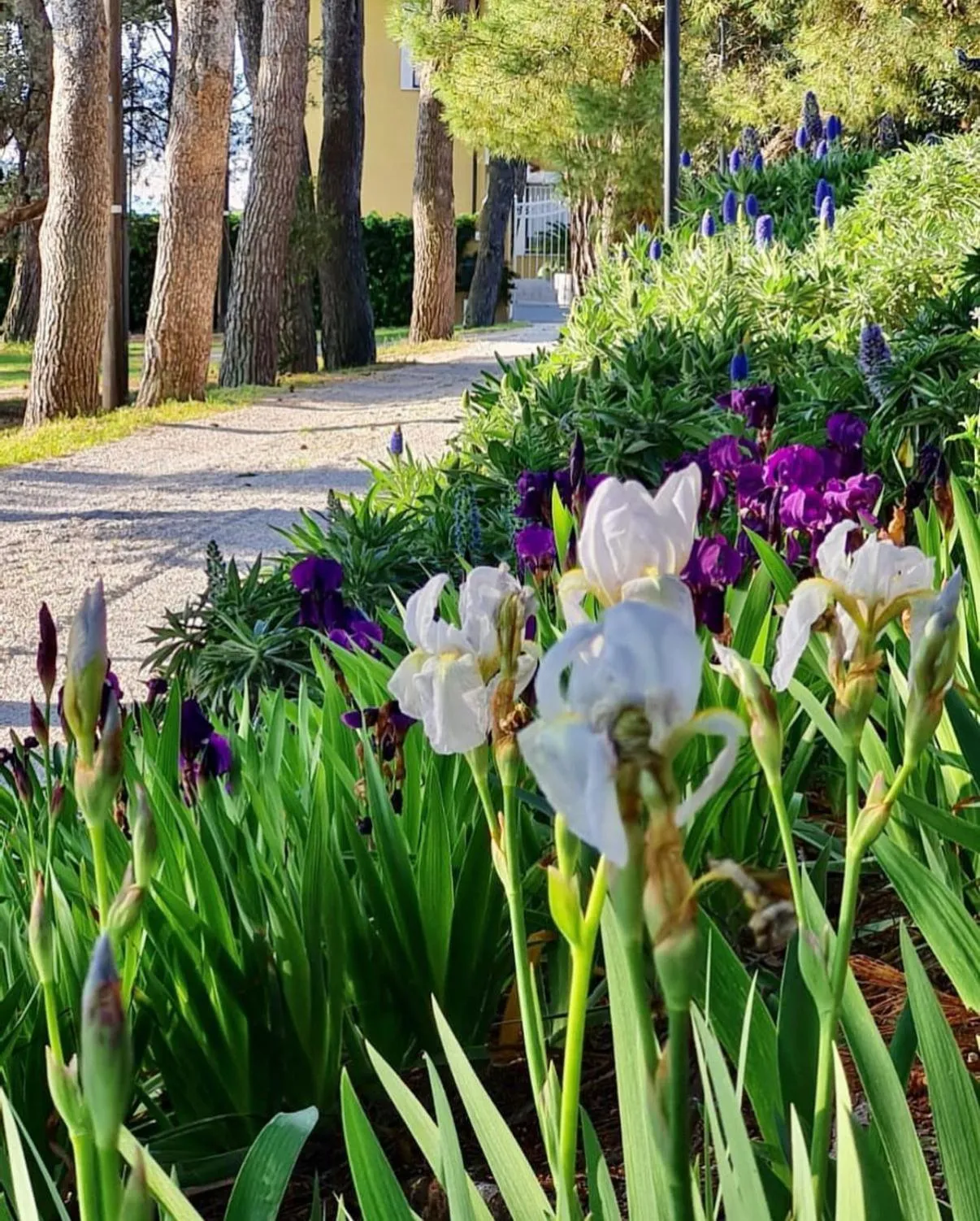 Facade/entrance in Tra gli Alberi e il Mare