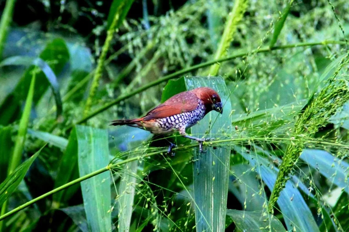 Animals in Villa Kaetana Lanka Unawatuna