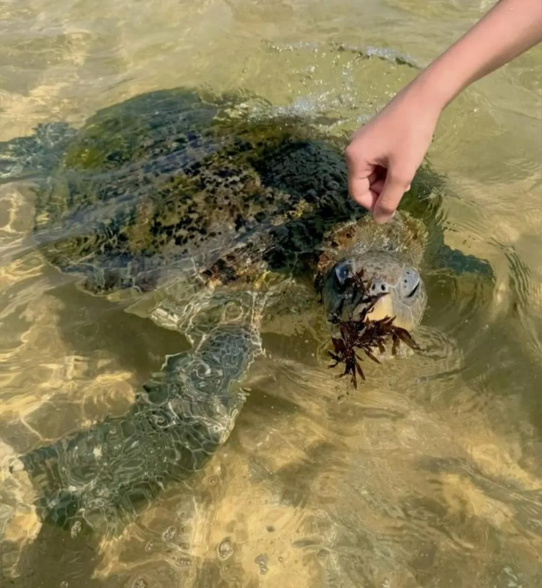 Animals in Hotel Blue Note