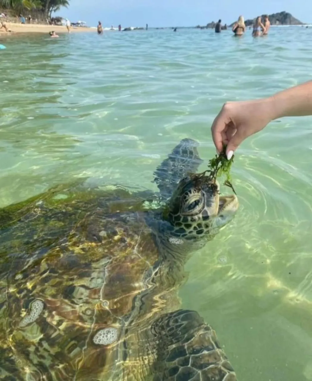 Animals in Hotel Blue Note