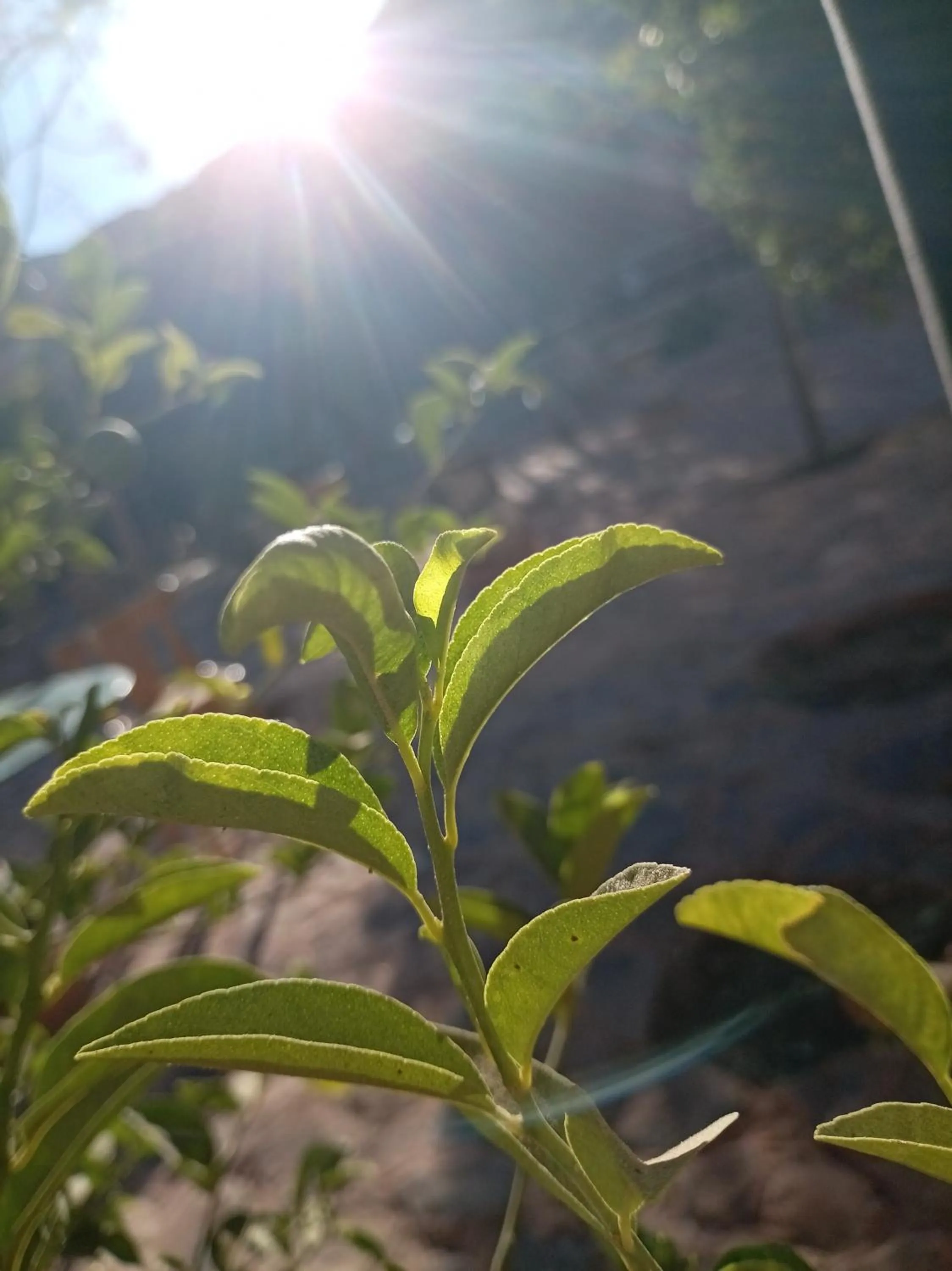 Garden view in Little Petra Bedouin Camp