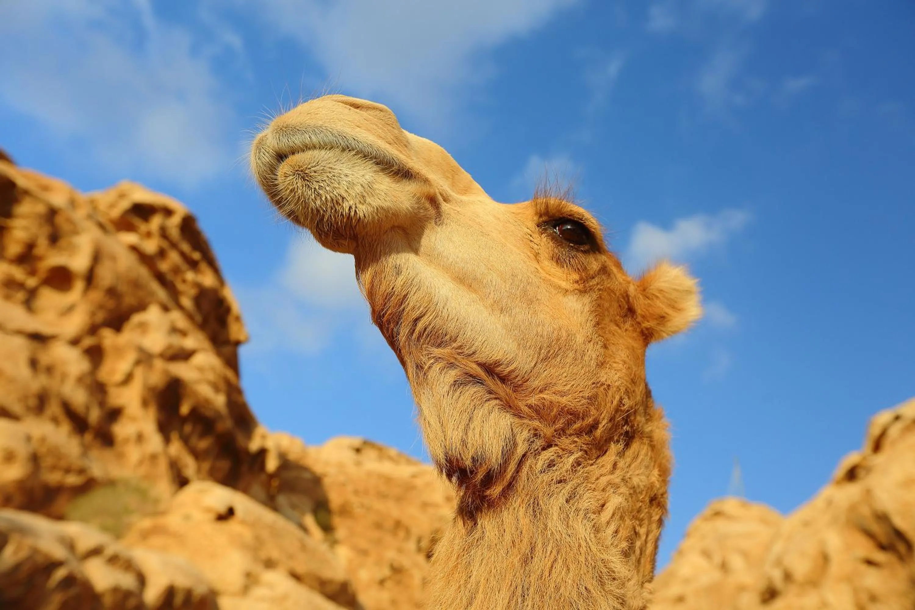 Animals in Little Petra Bedouin Camp