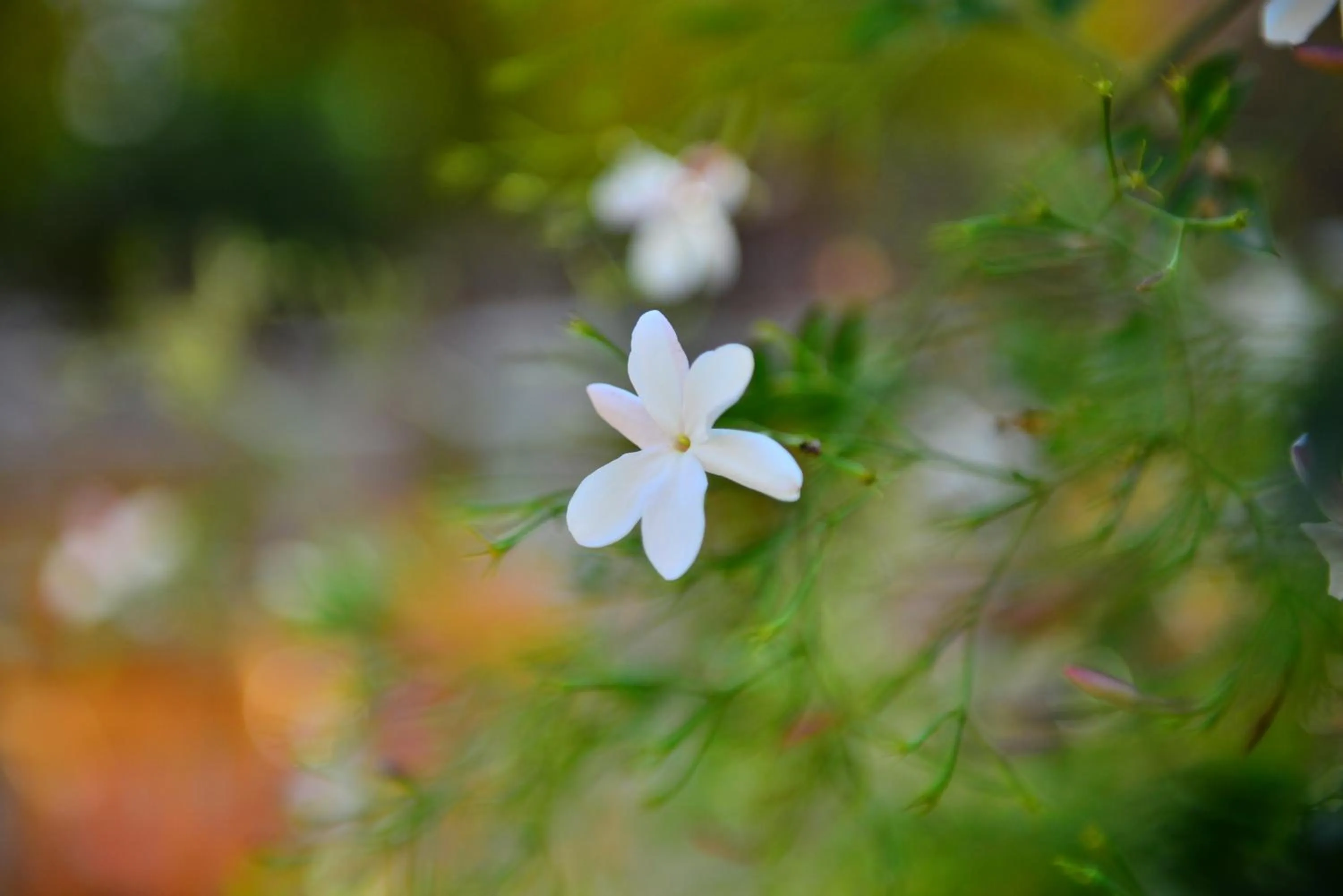 Garden in Little Petra Bedouin Camp