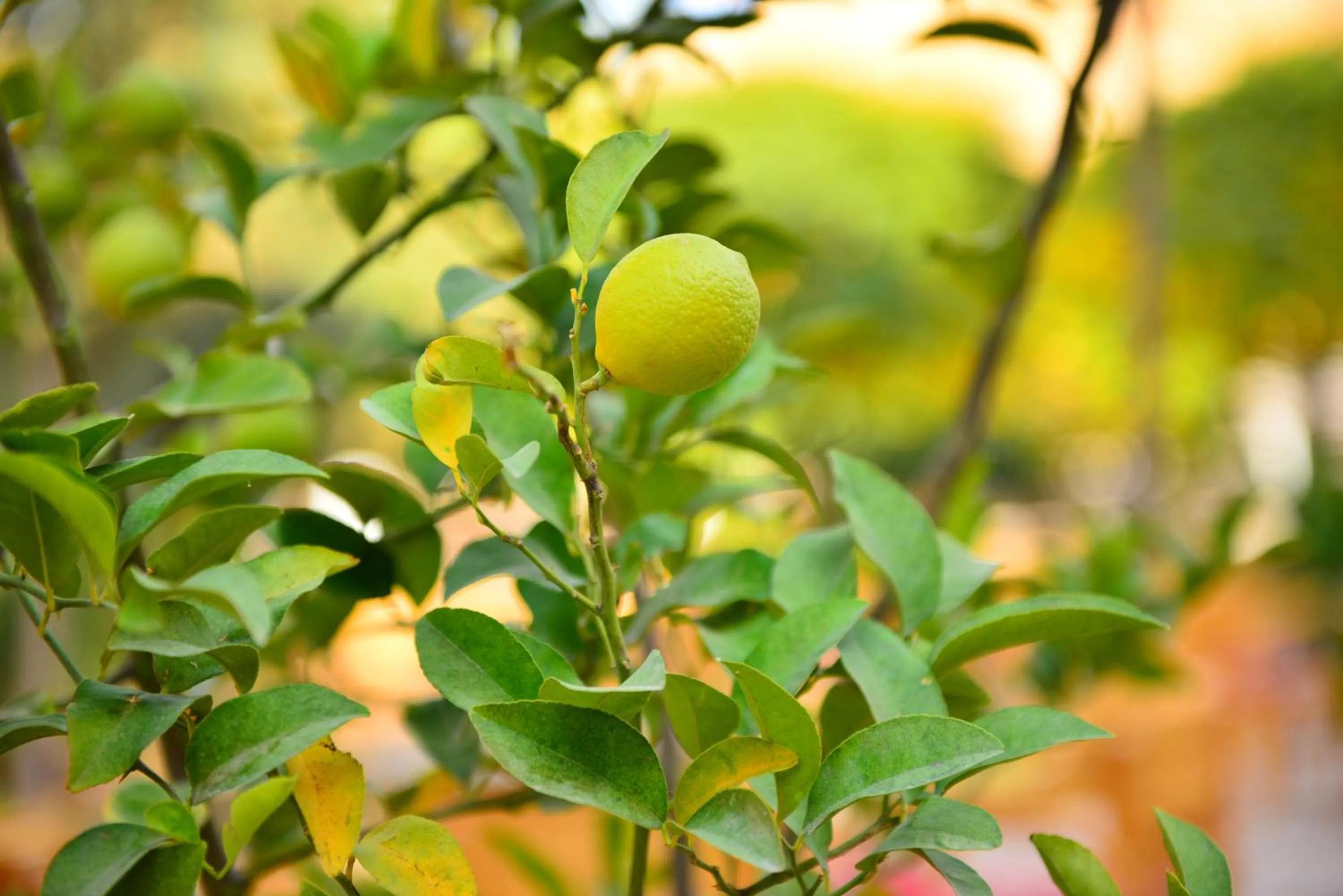 Garden view in Little Petra Bedouin Camp