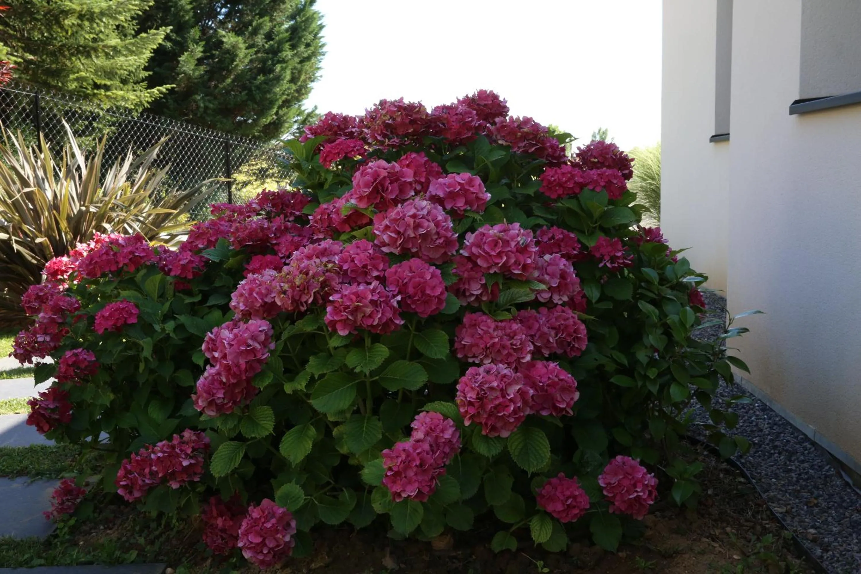 Garden in Maison Cube
