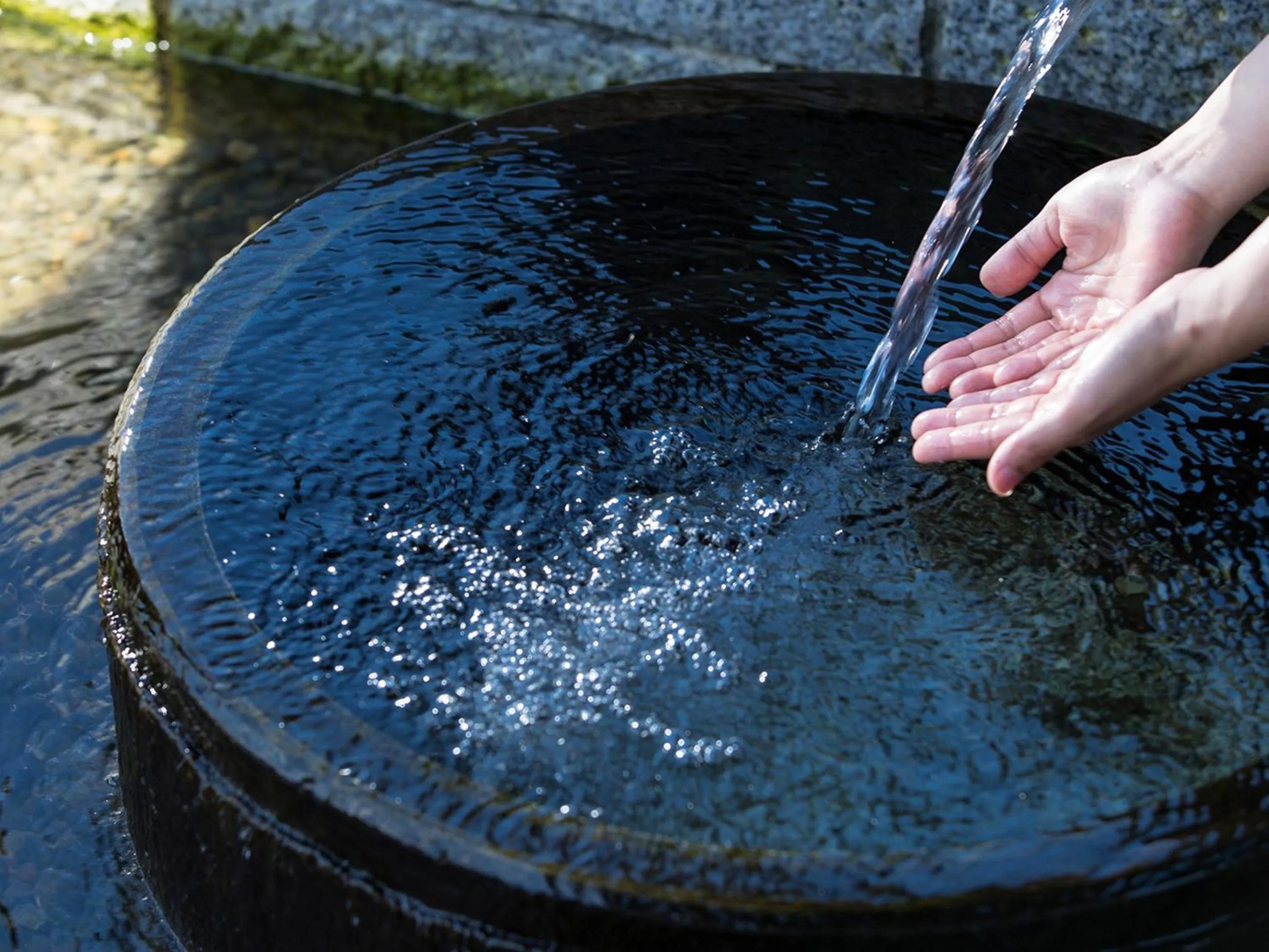 Garden in Racine Home Harie