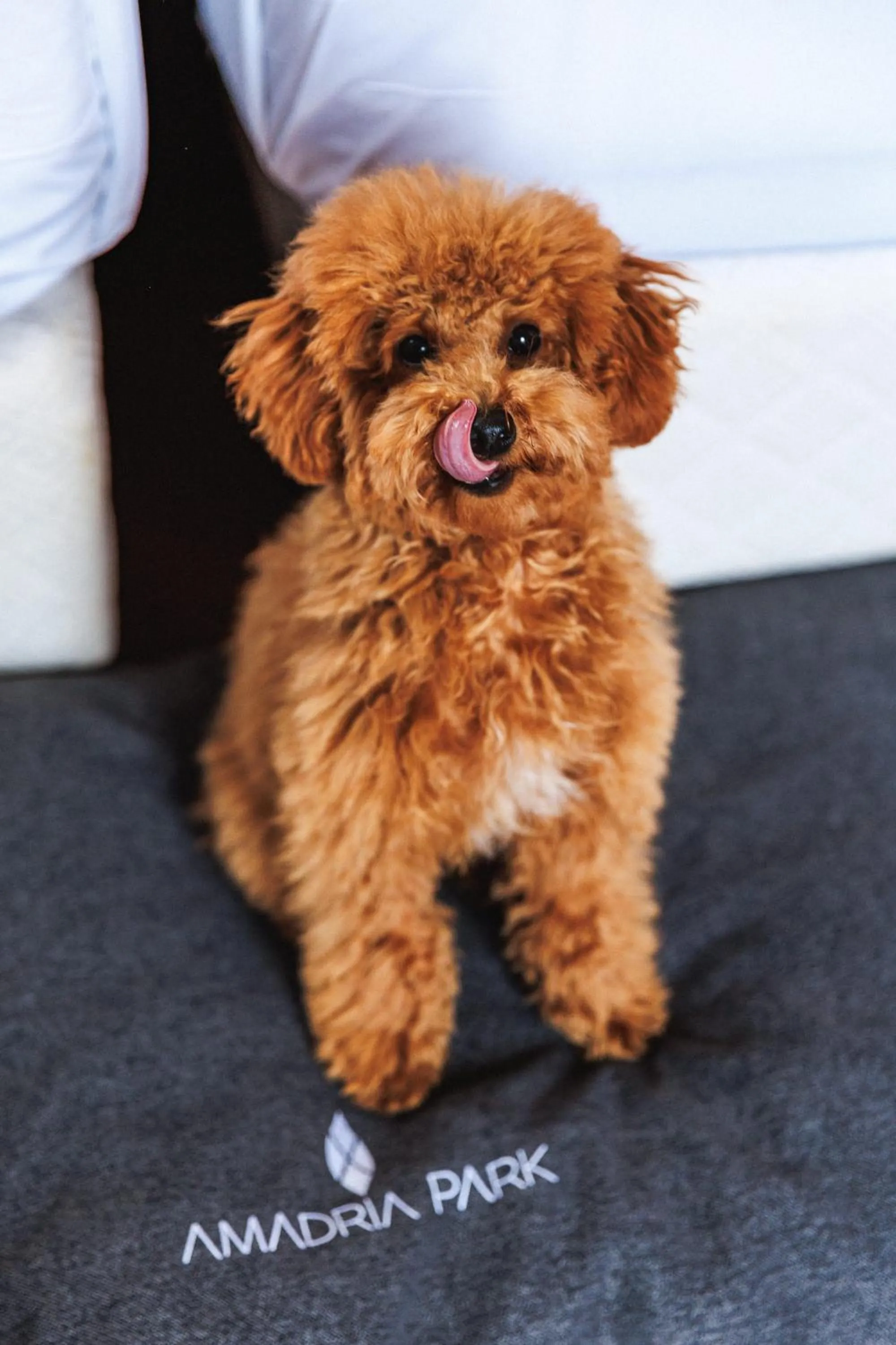 Pets in Amadria Park Hotel Agava