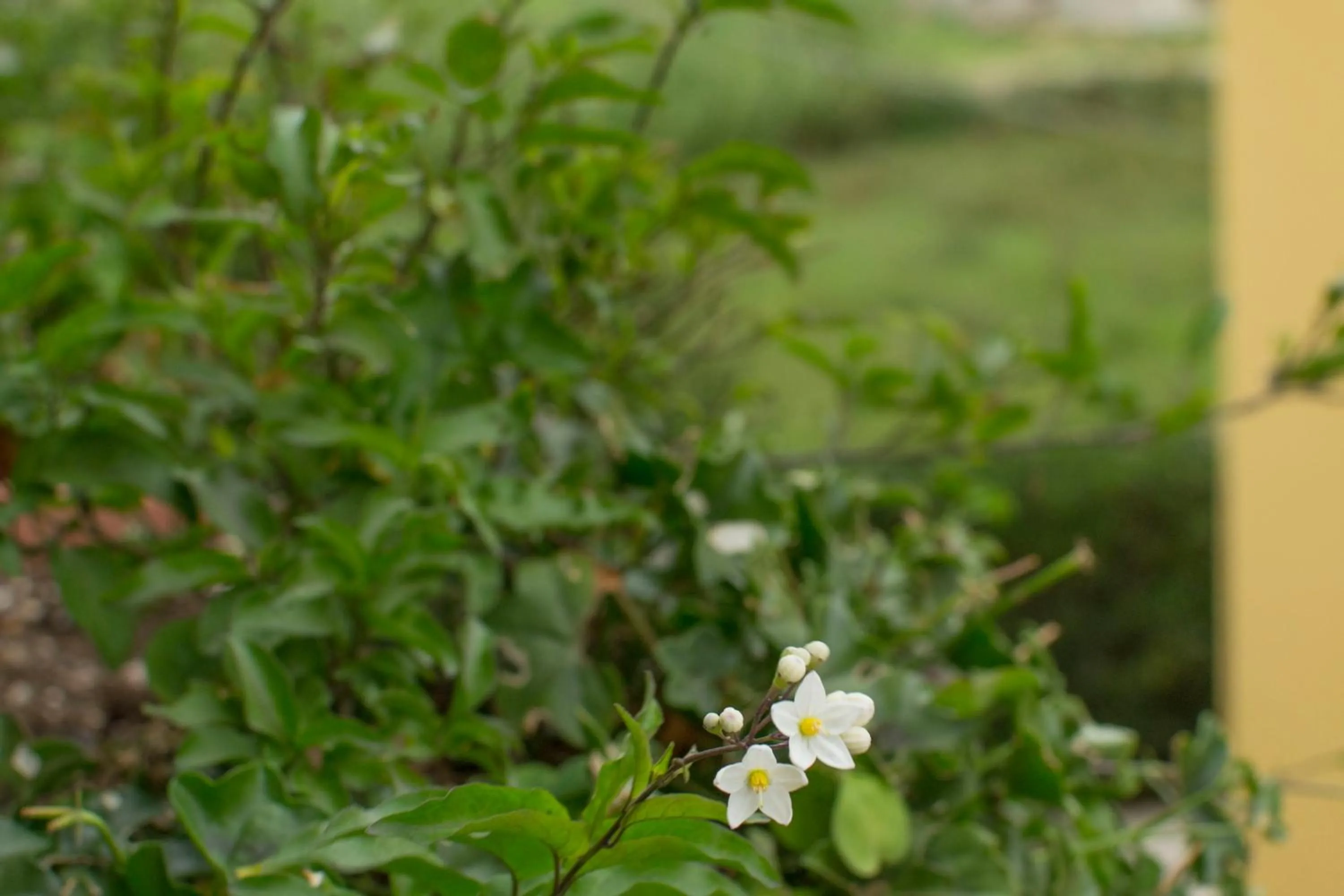 Balcony/Terrace in Il Gelsomino