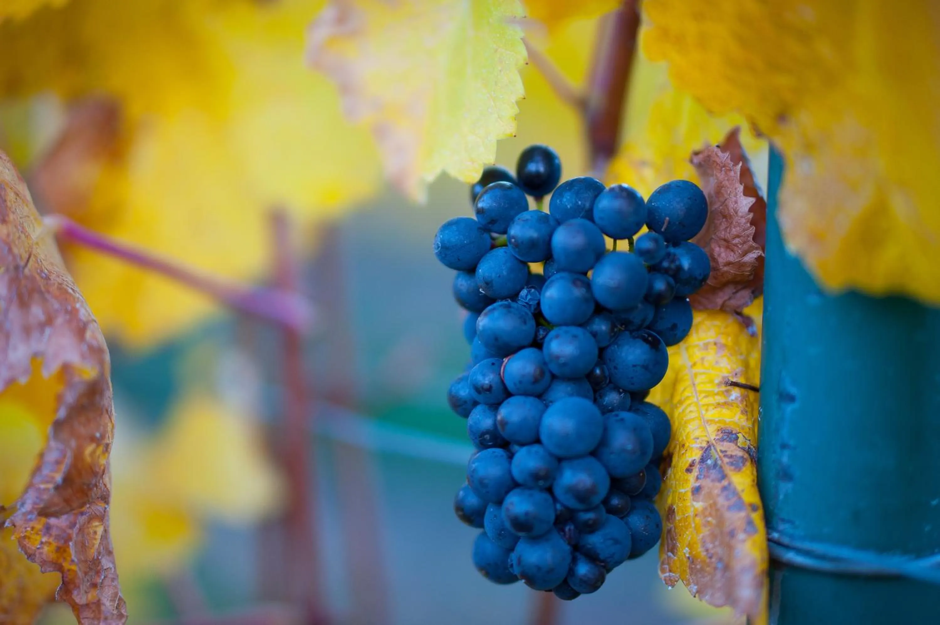 Autumn in Mt Michael Lodge