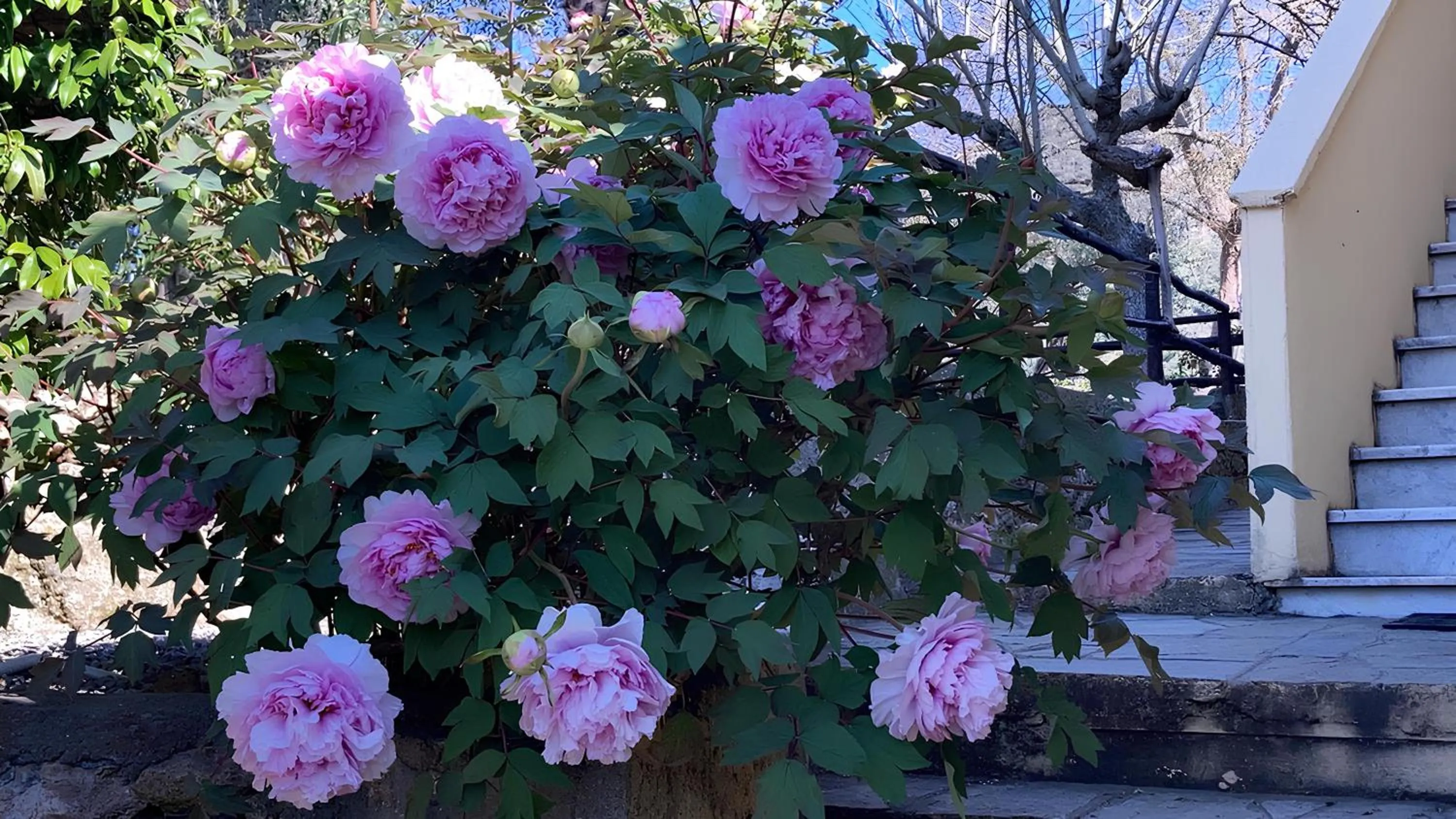 Garden in Ai Cinque Campanili