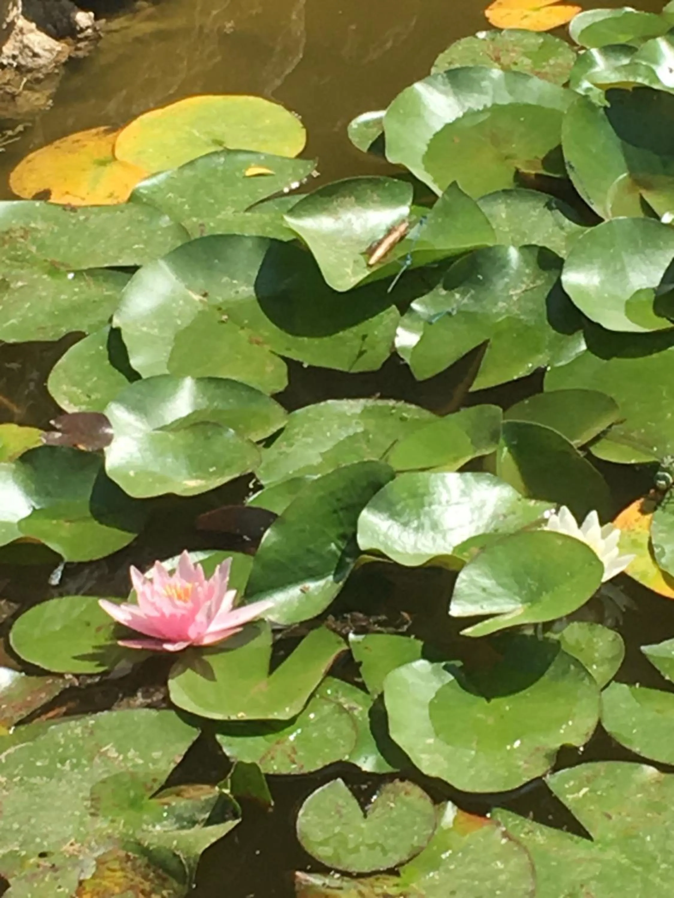 Garden in Ai Cinque Campanili