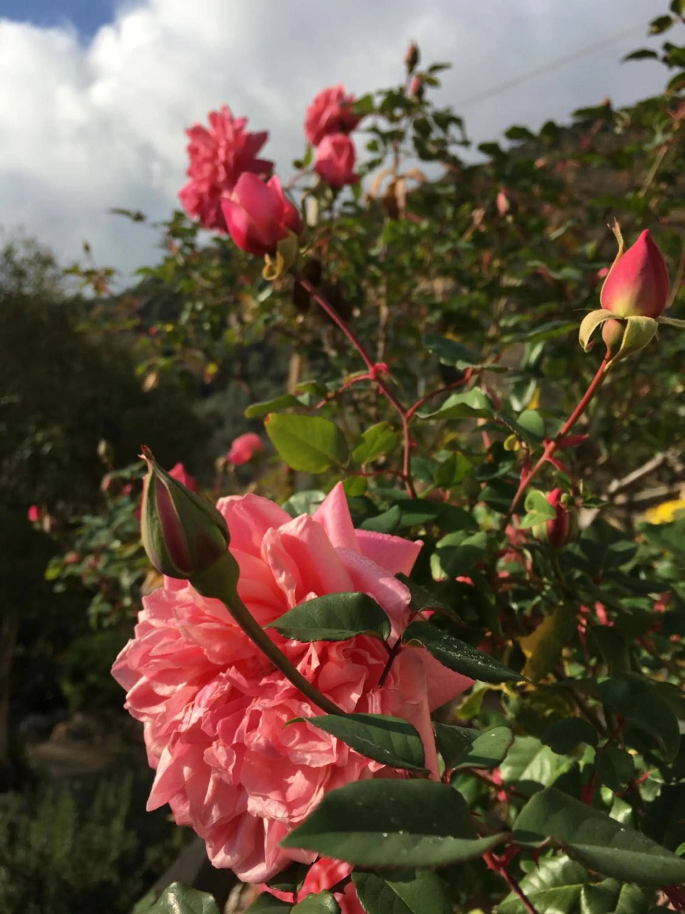 Garden in Ai Cinque Campanili