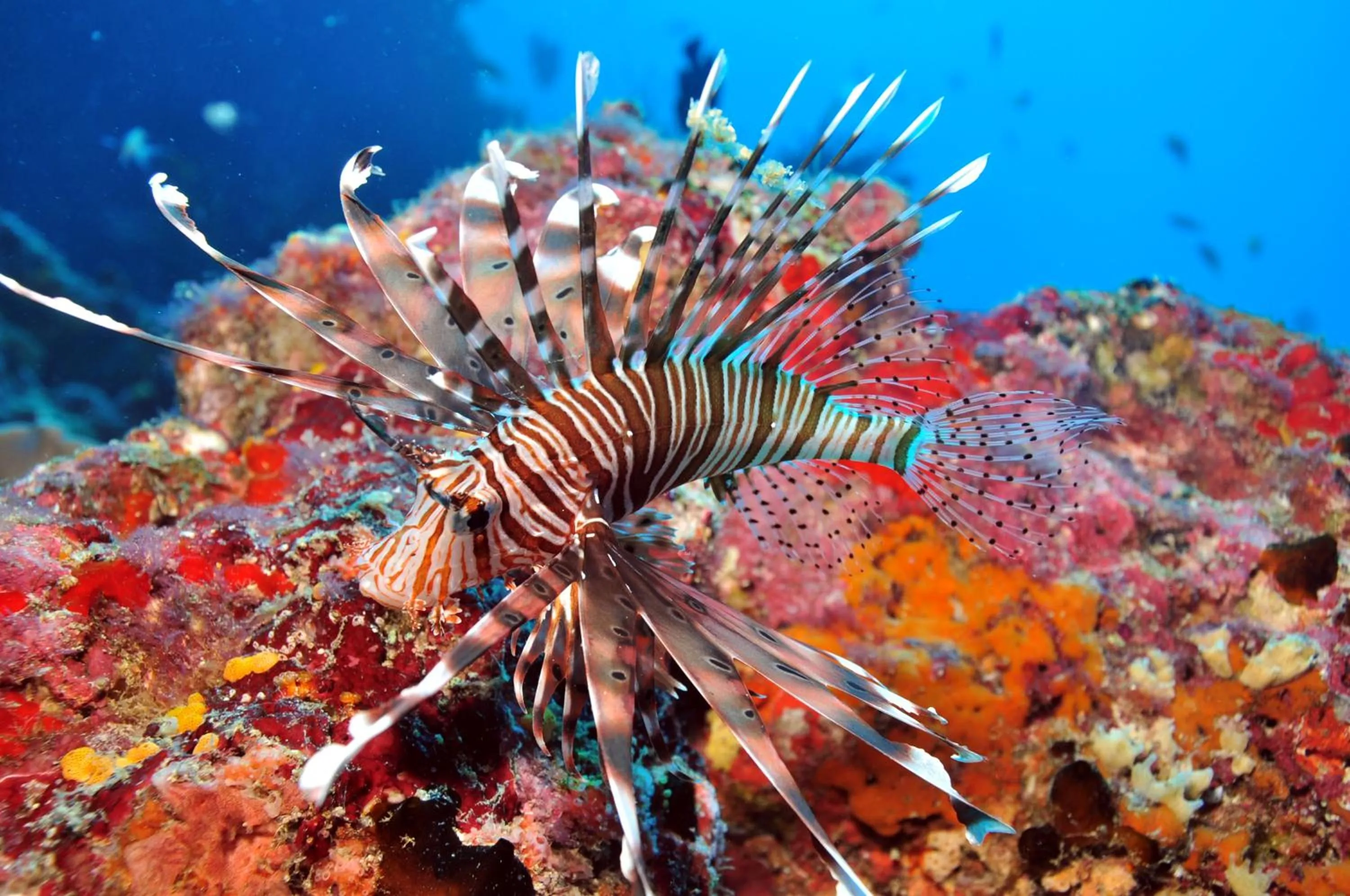 Snorkeling in Dhigali Maldives - A Premium All-Inclusive Resort