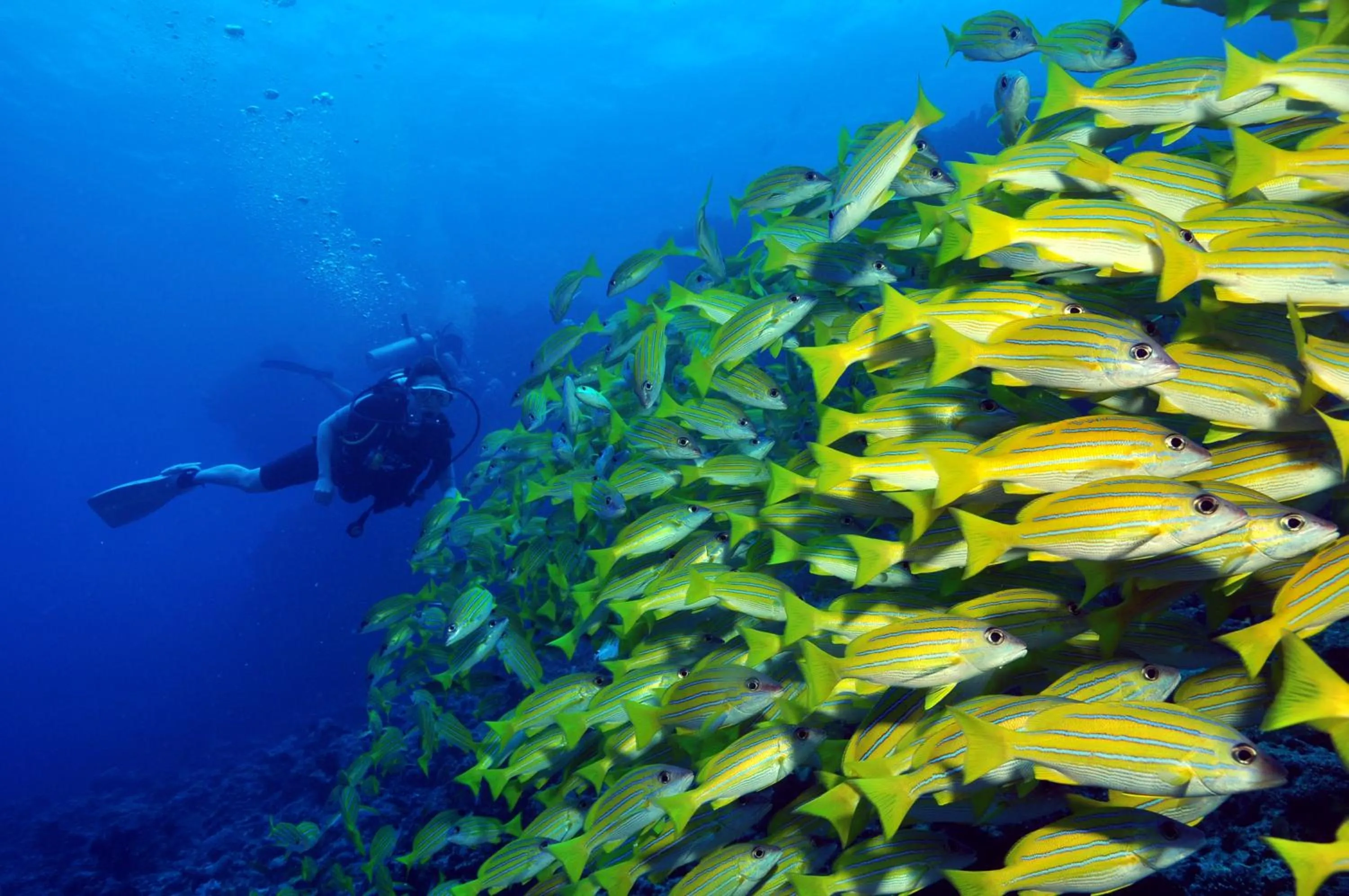 Snorkeling in Dhigali Maldives - A Premium All-Inclusive Resort