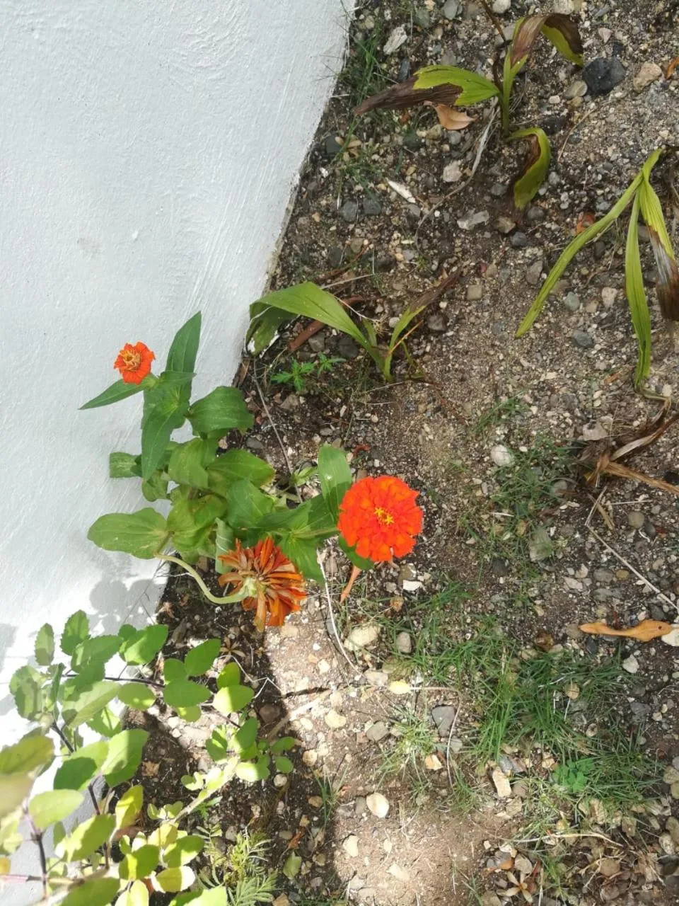 Property building in Villa Carolina Bed and Breakfast