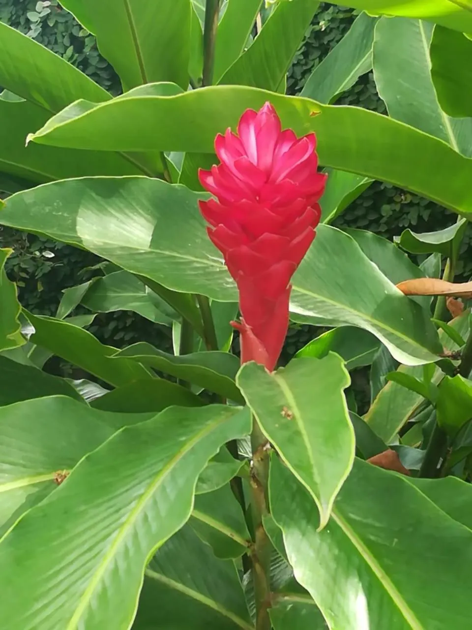 Villa Carolina Bed and Breakfast