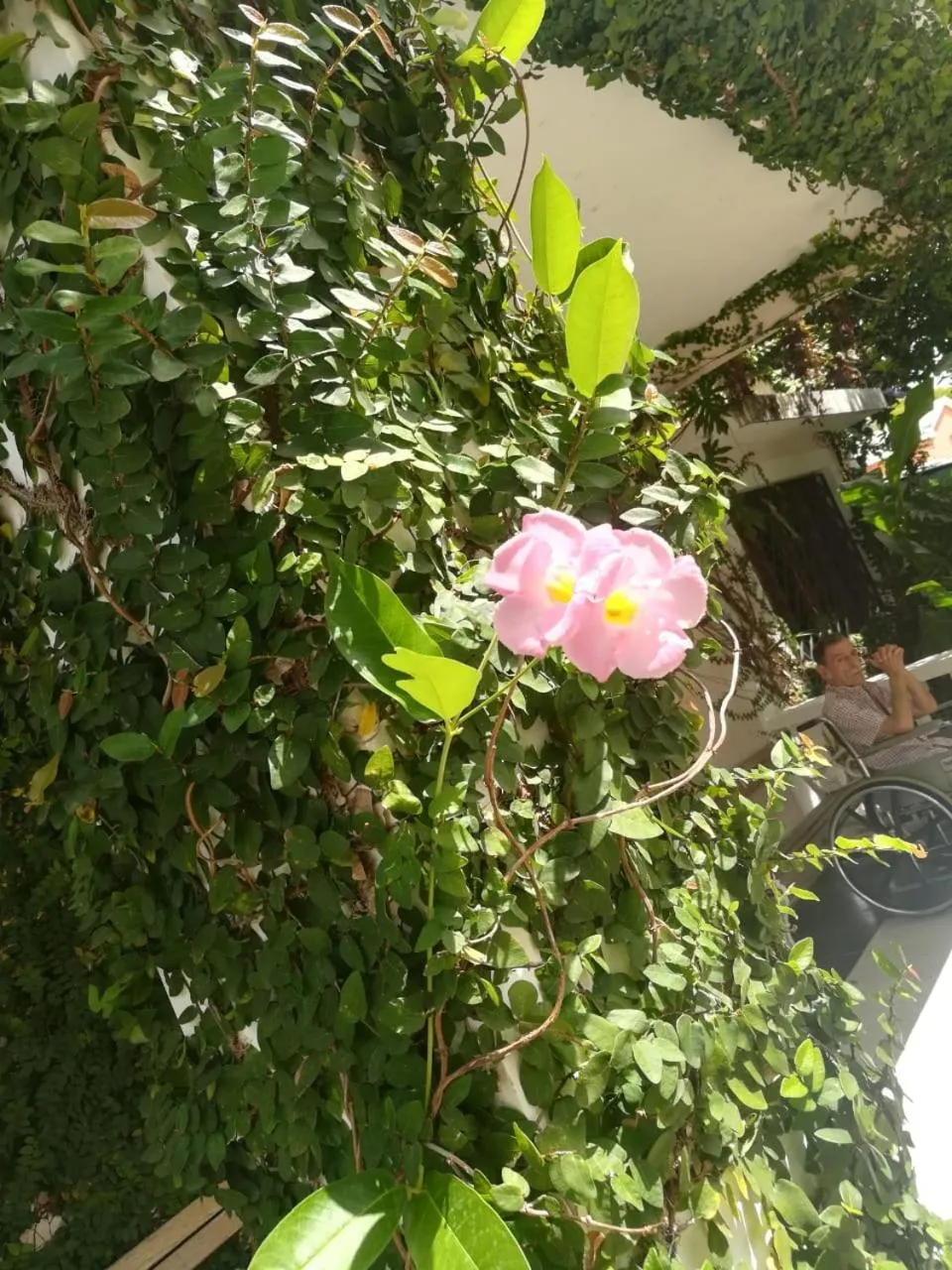 Villa Carolina Bed and Breakfast