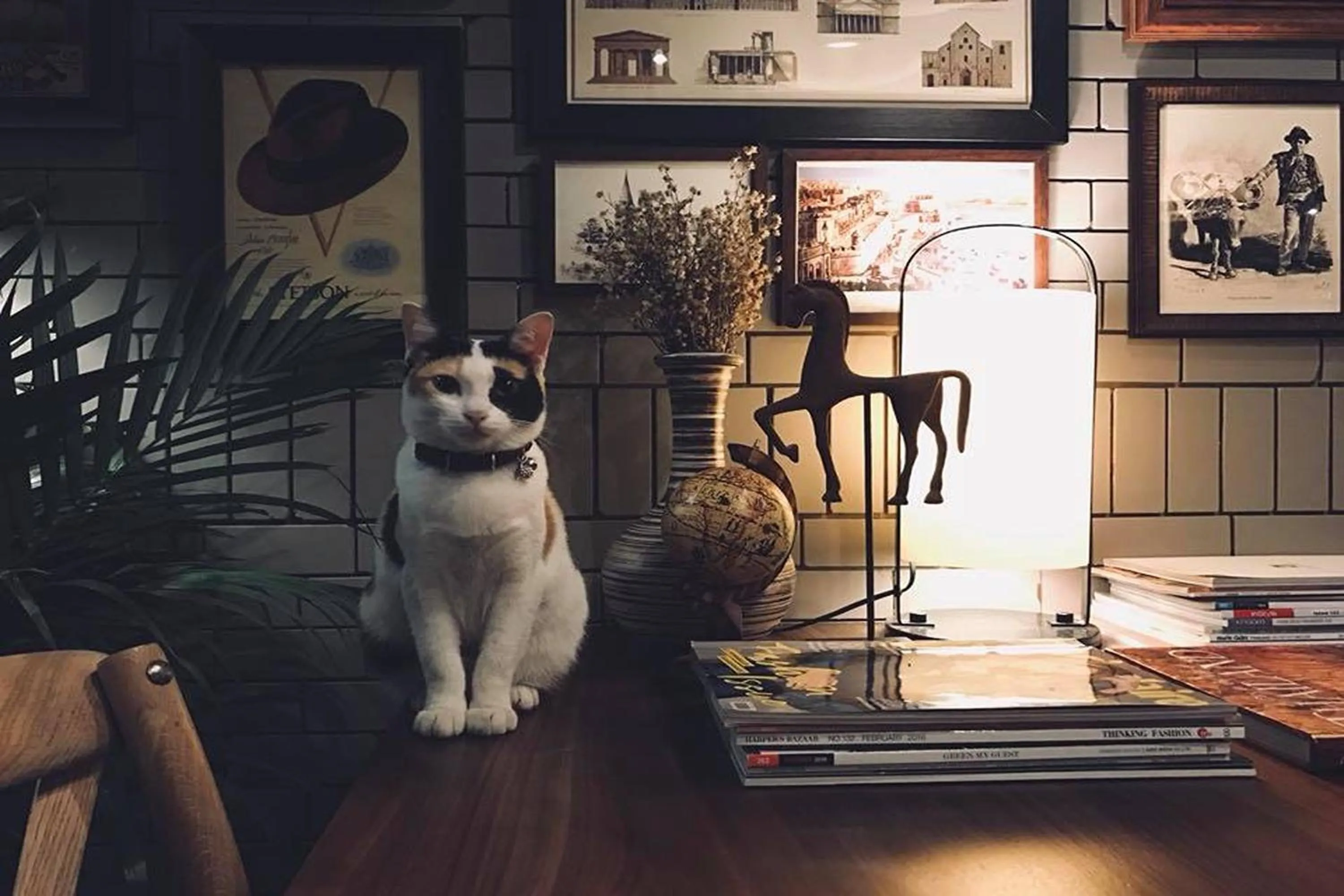 Pets in Heyyyy Bangkok