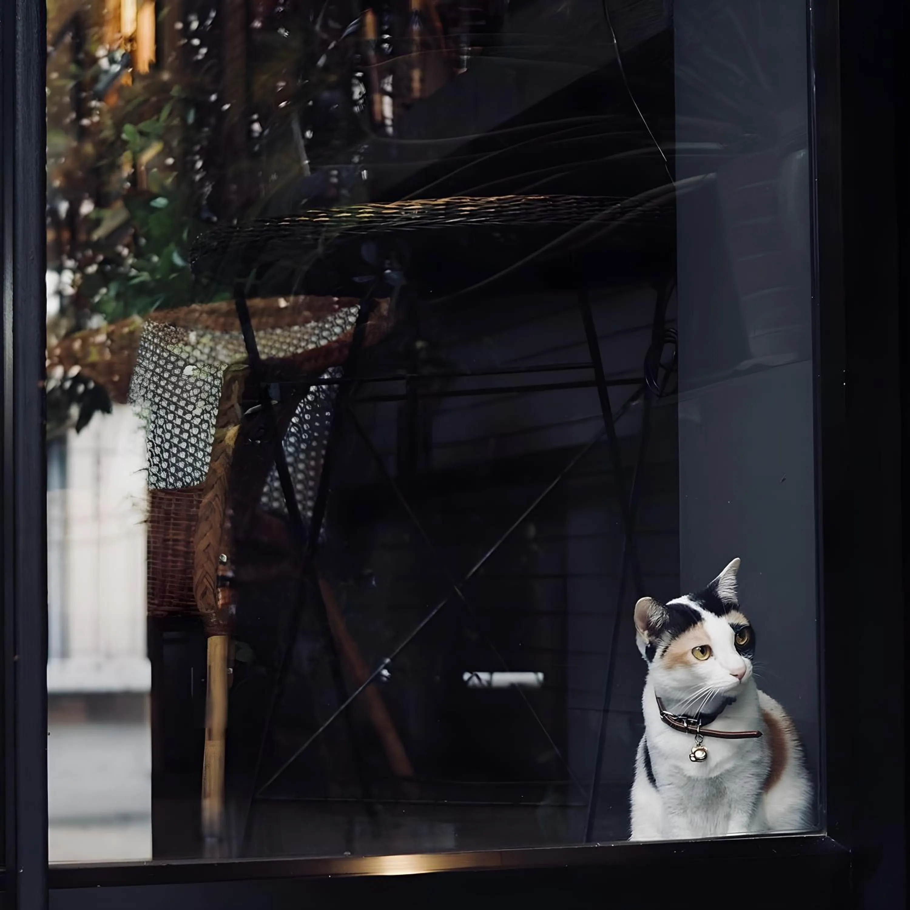 Pets in Heyyyy Bangkok