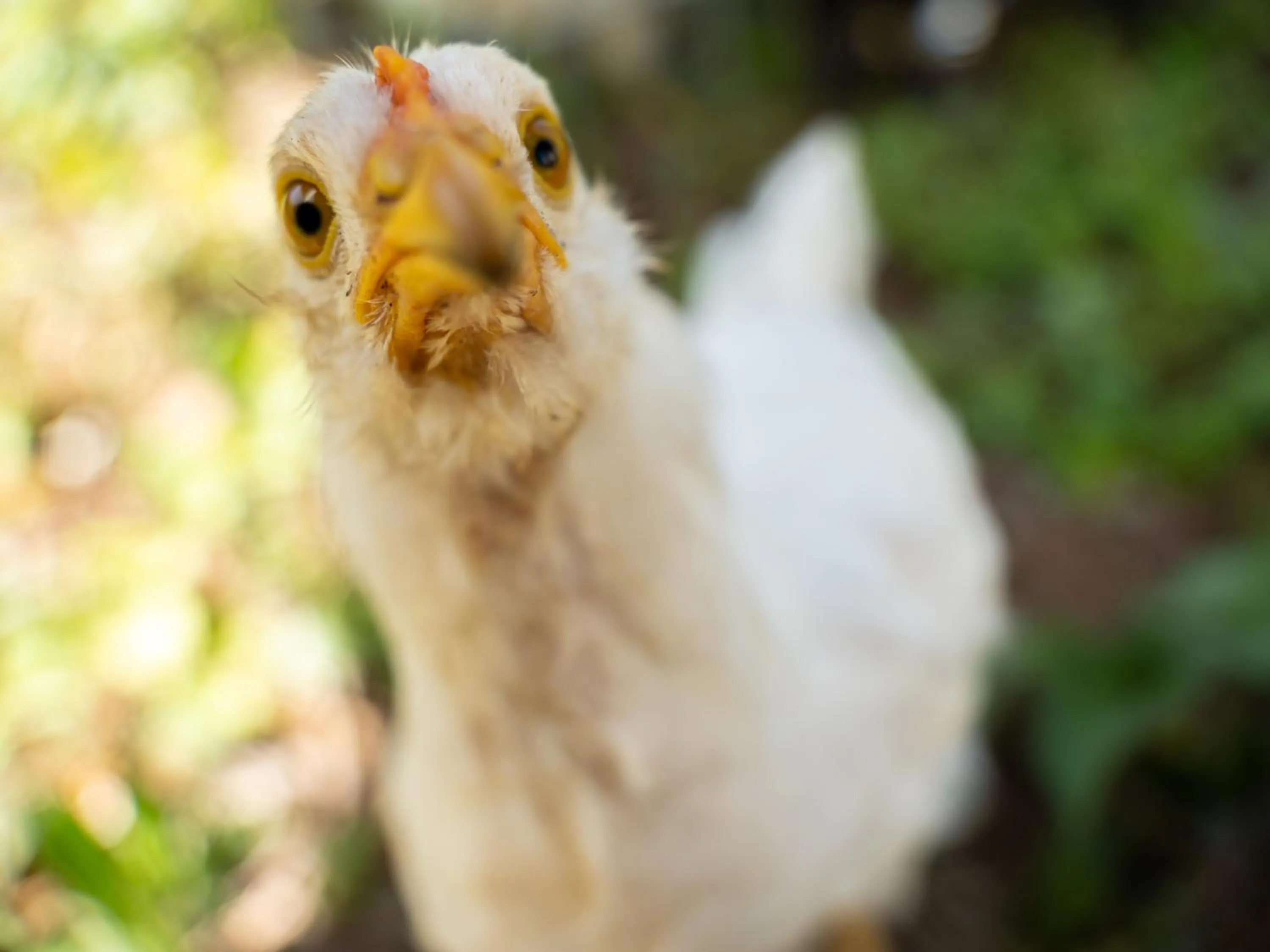 Animals in Farm Garden Hotel