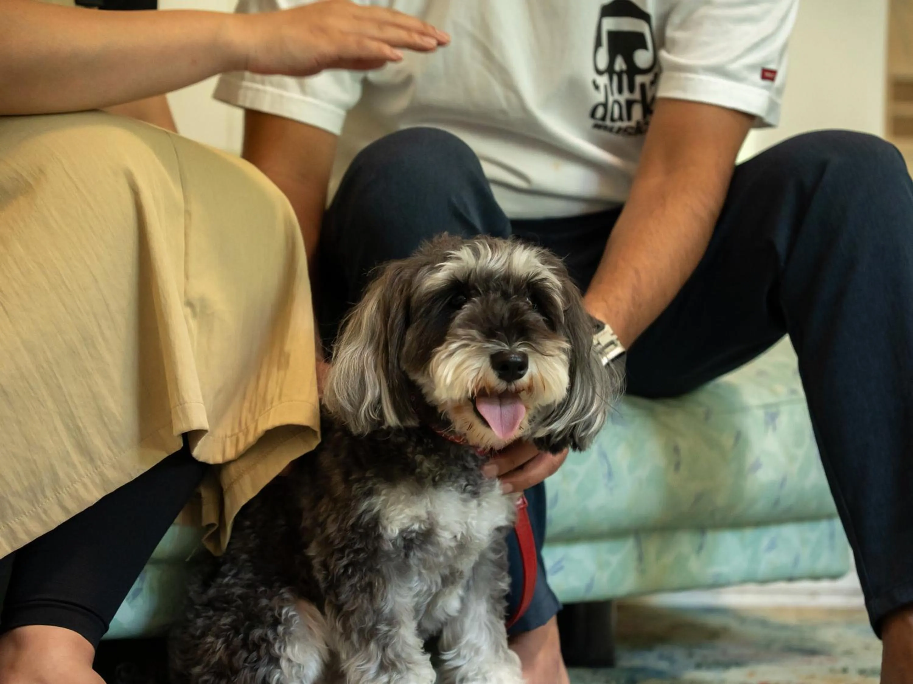 Animals in Farm Garden Hotel