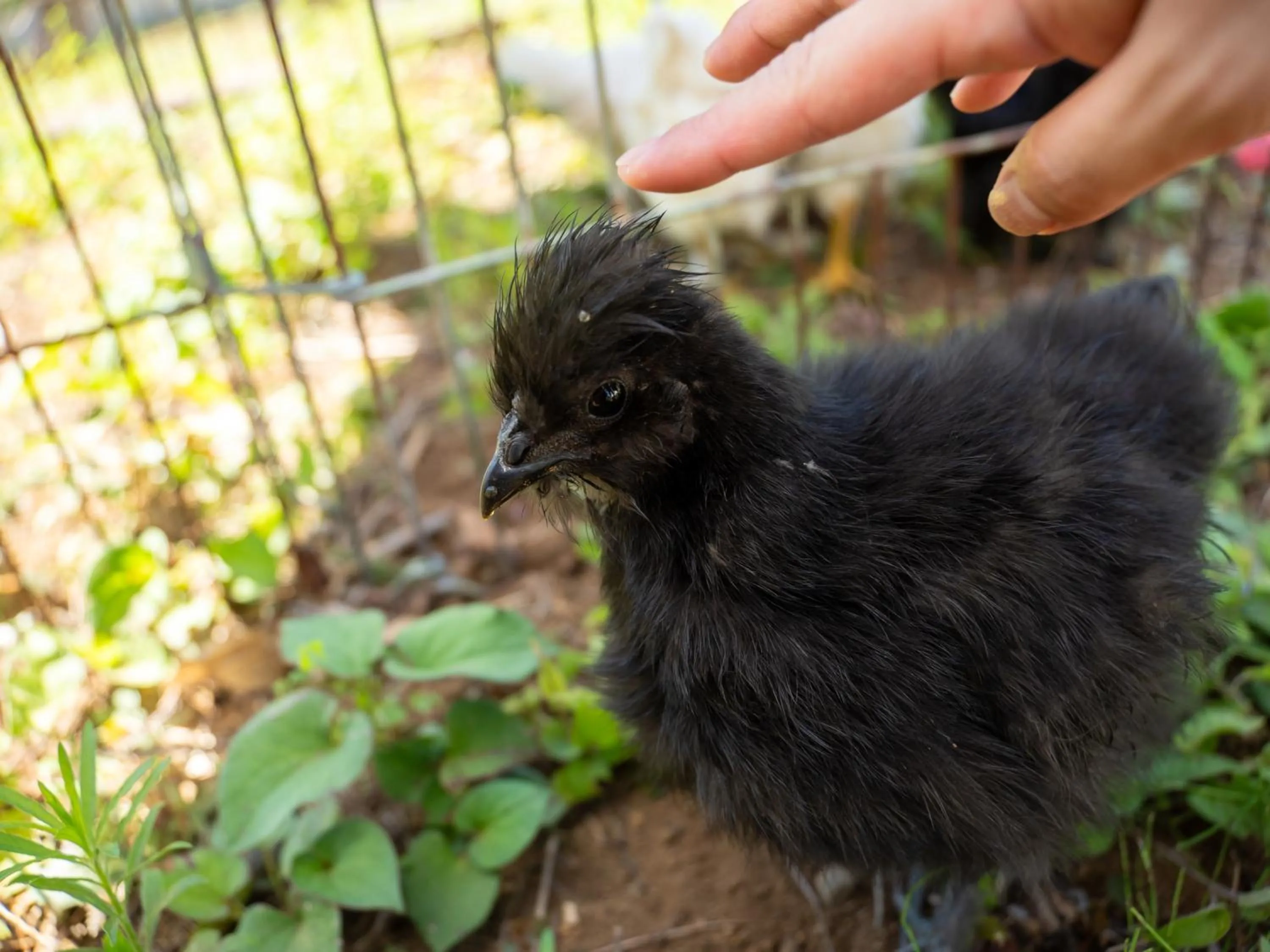 Animals in Farm Garden Hotel