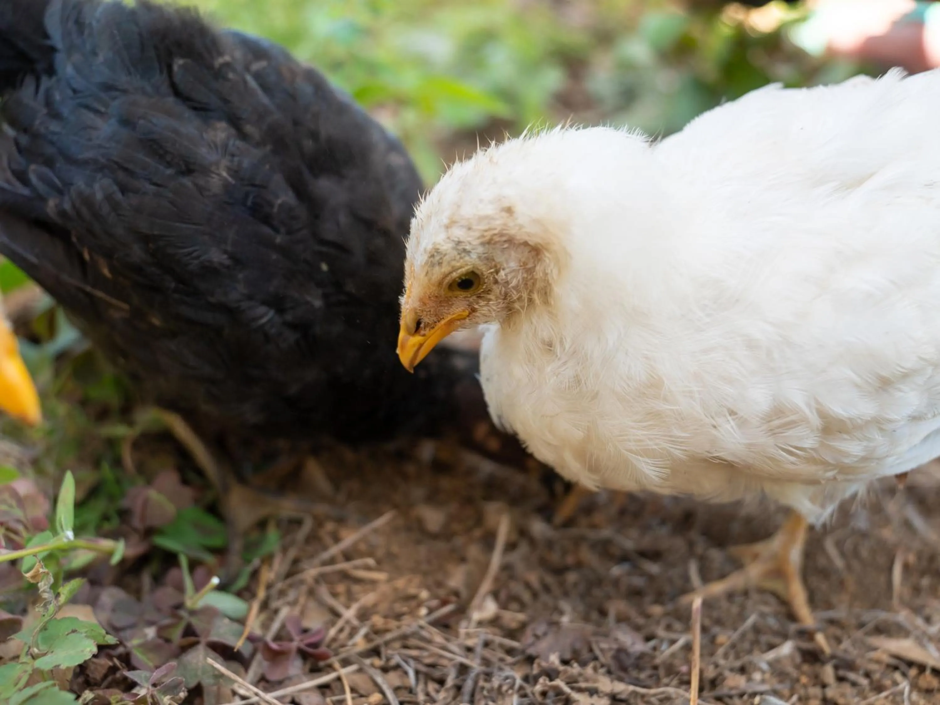 Animals in Farm Garden Hotel