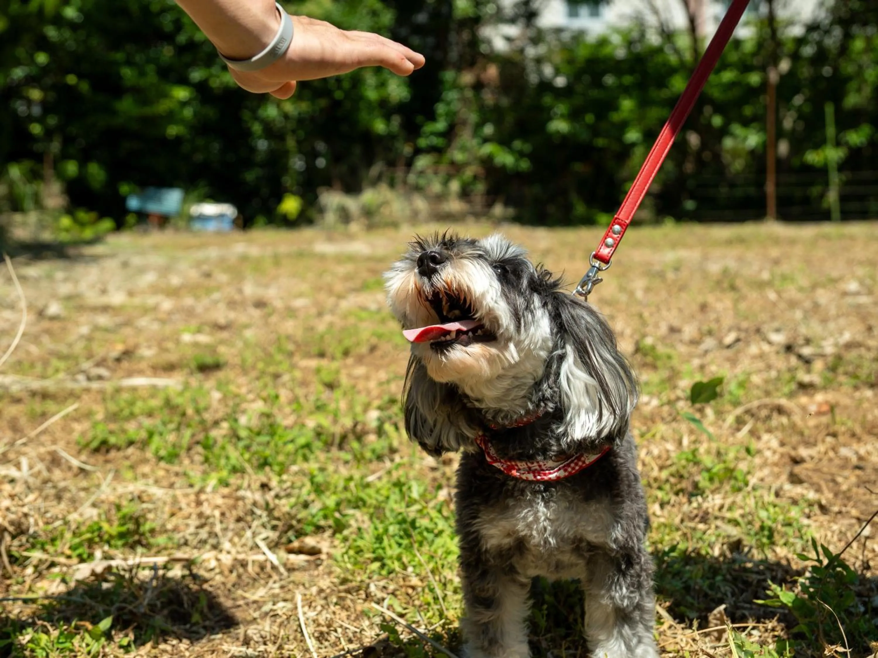 Animals in Farm Garden Hotel