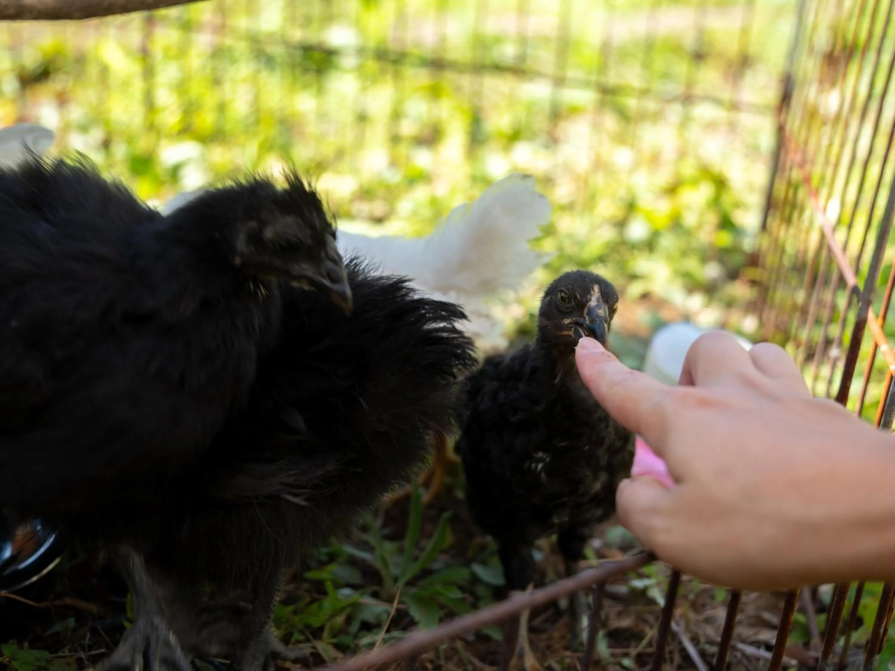 Animals in Farm Garden Hotel