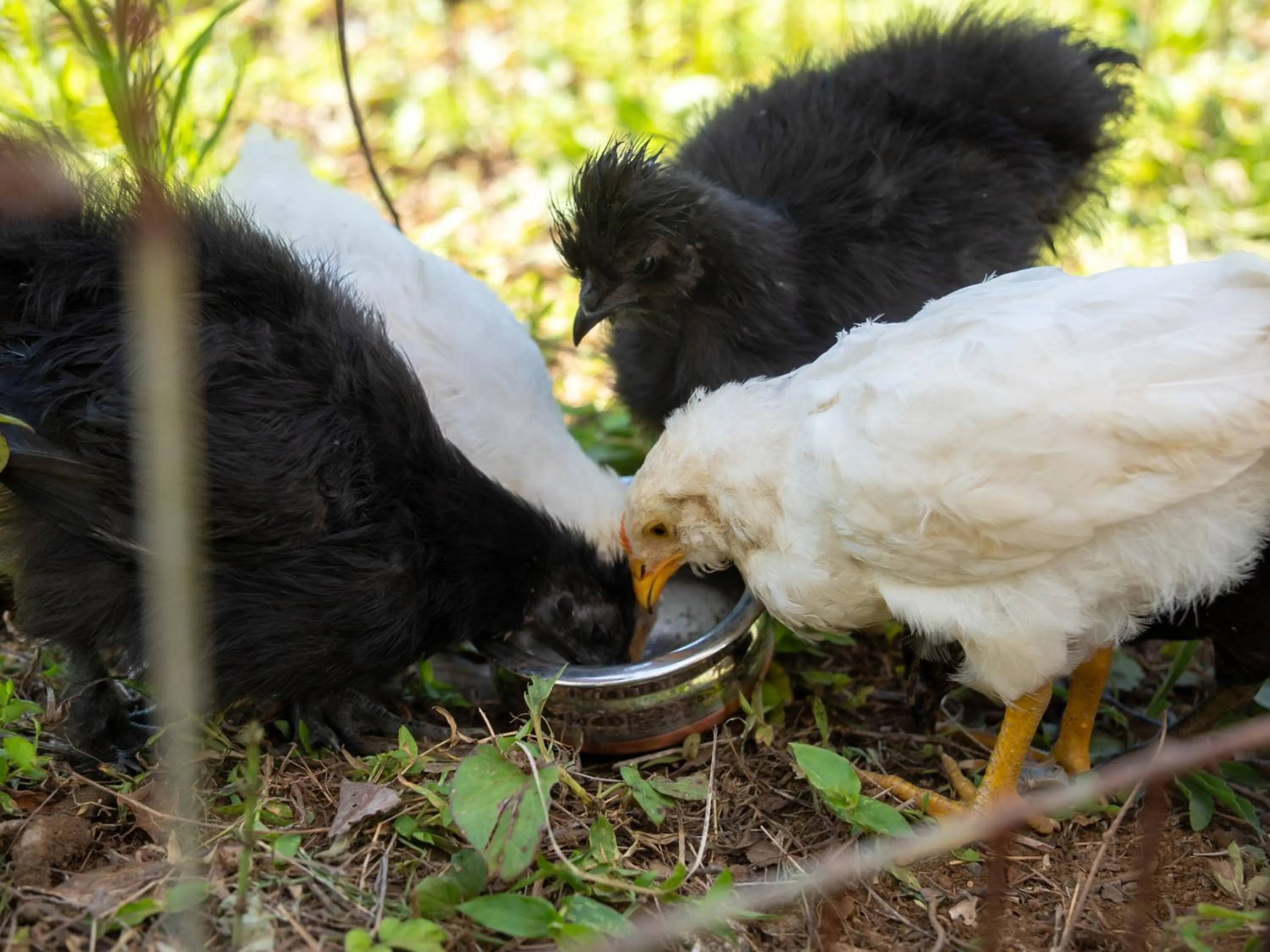 Animals in Farm Garden Hotel