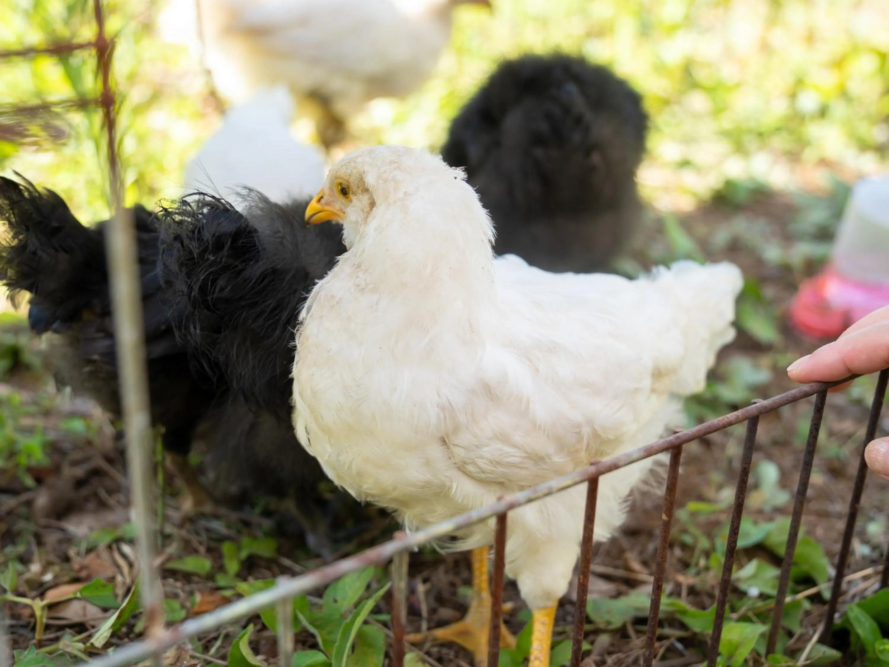 Animals in Farm Garden Hotel