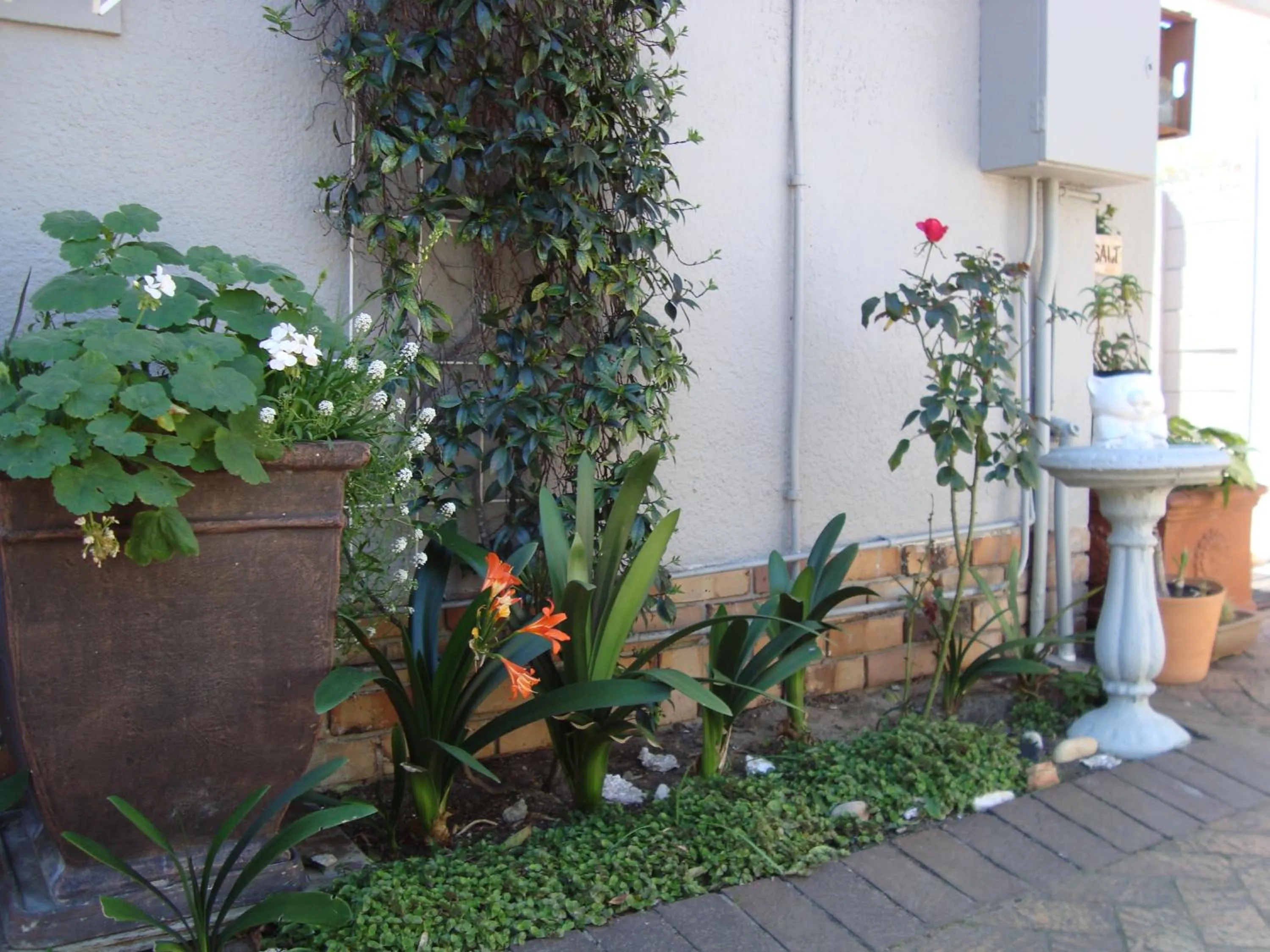 Garden in brookdale house