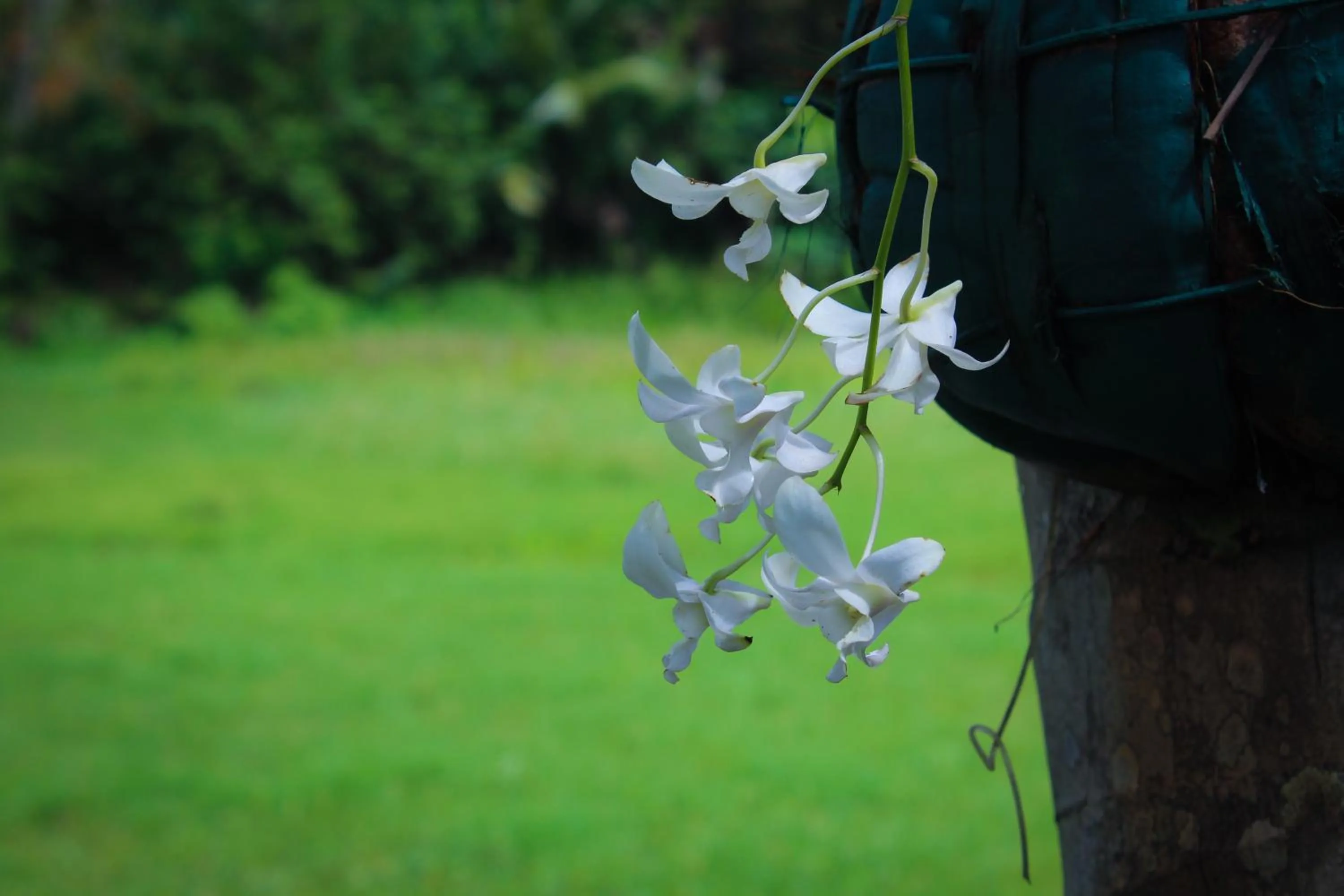 Garden in Paddy Field View Resort