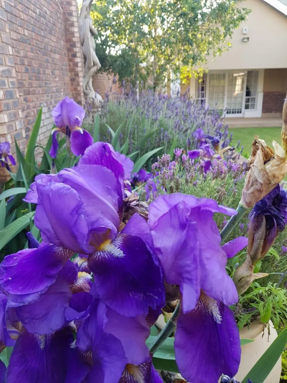 Summer in Jolani Guest House