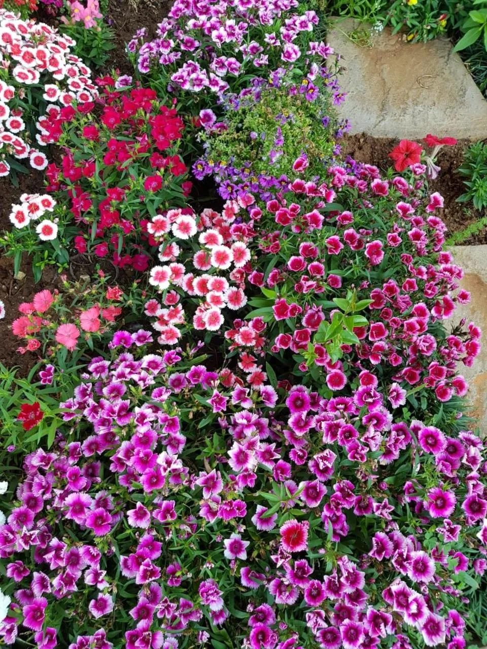 Summer in Jolani Guest House