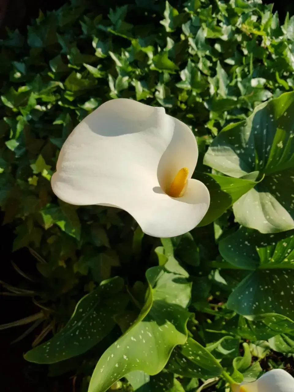 Deluxe Double Room - single occupancy in Jolani Guest House Deluxe Double Room - single occupancy in Jolani Guest House