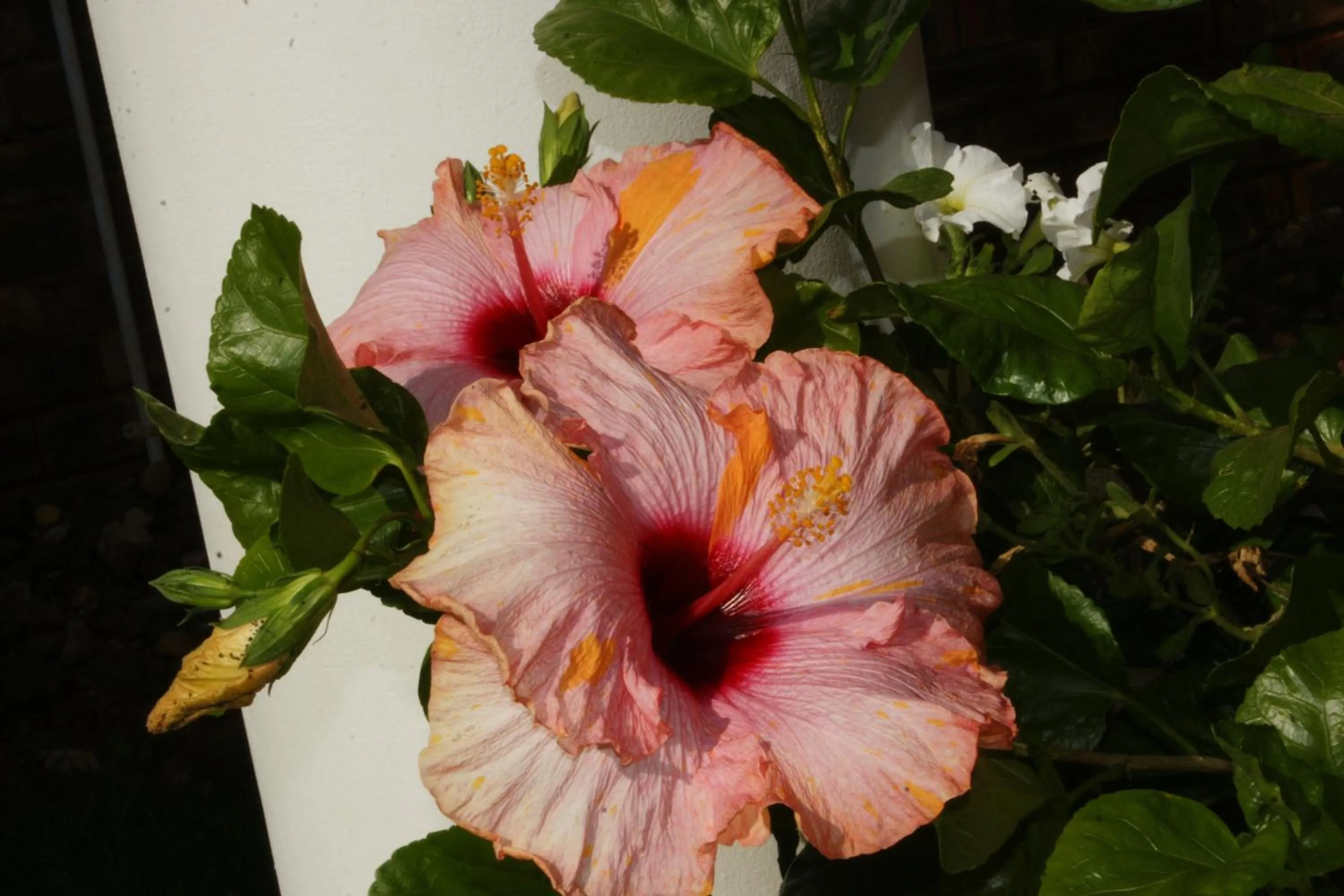 Natural landscape in Jolani Guest House