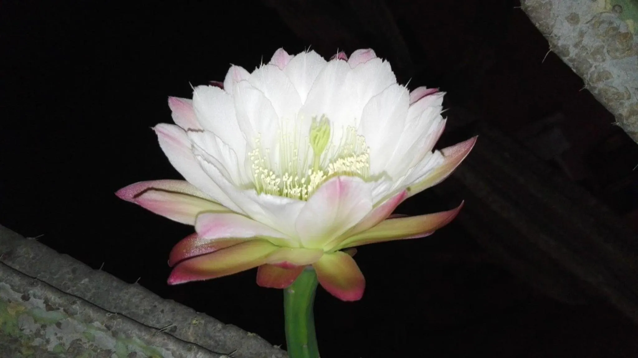 Garden view in Villa Arechi