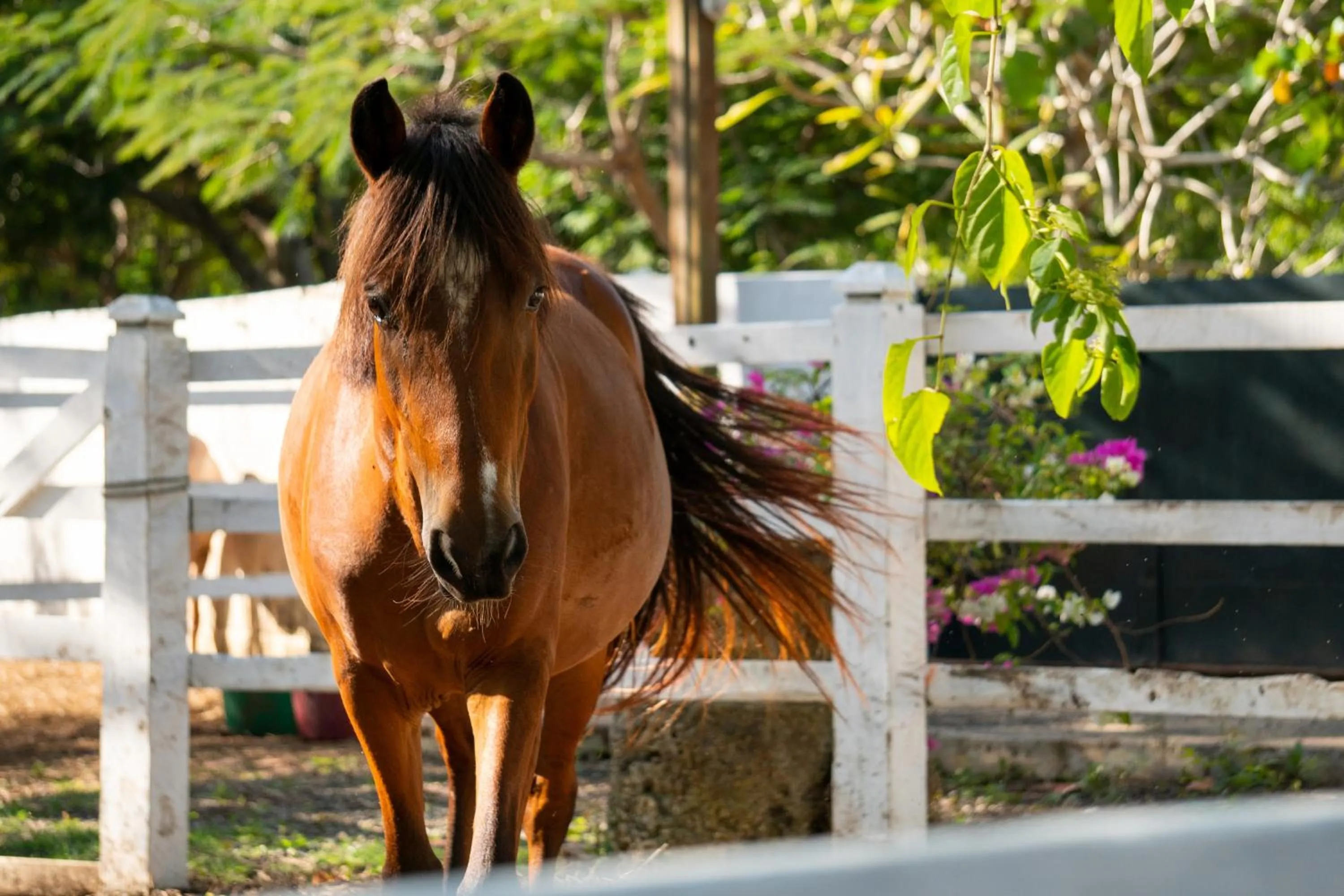 Horse-riding in Hotel Casa Hemingway