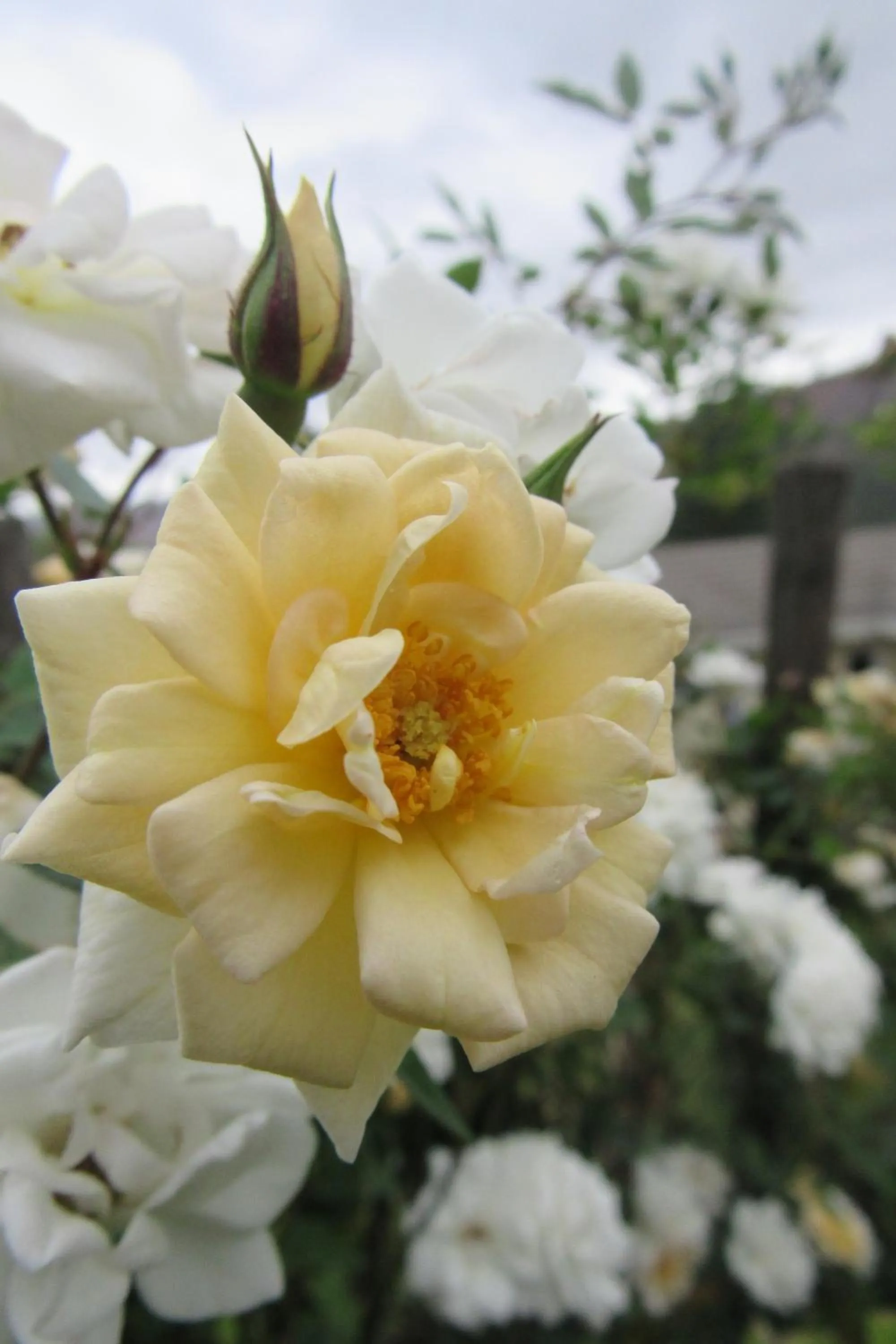 Garden in Emafini Country Lodge