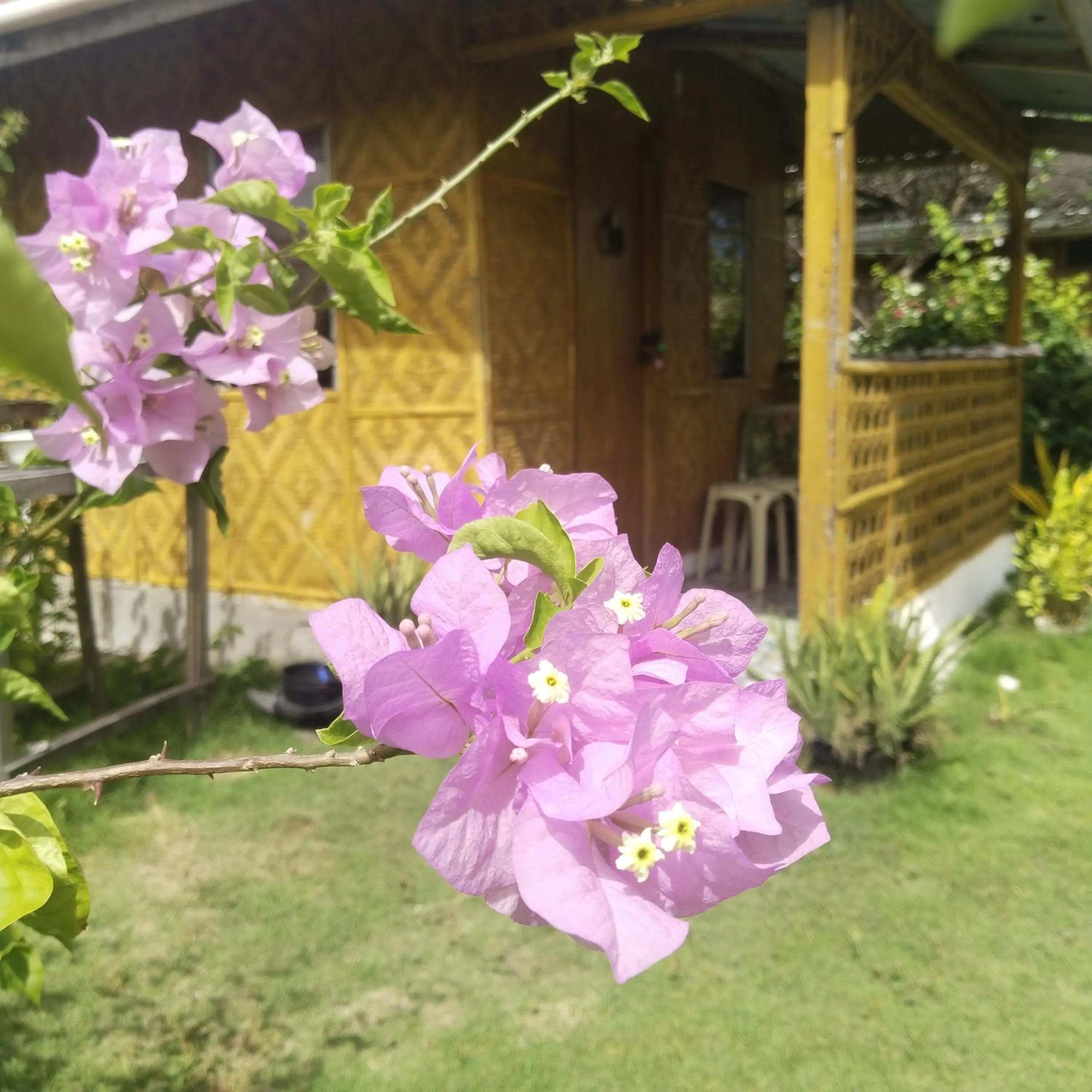 Shirley's Cottage - Pamilacan Island