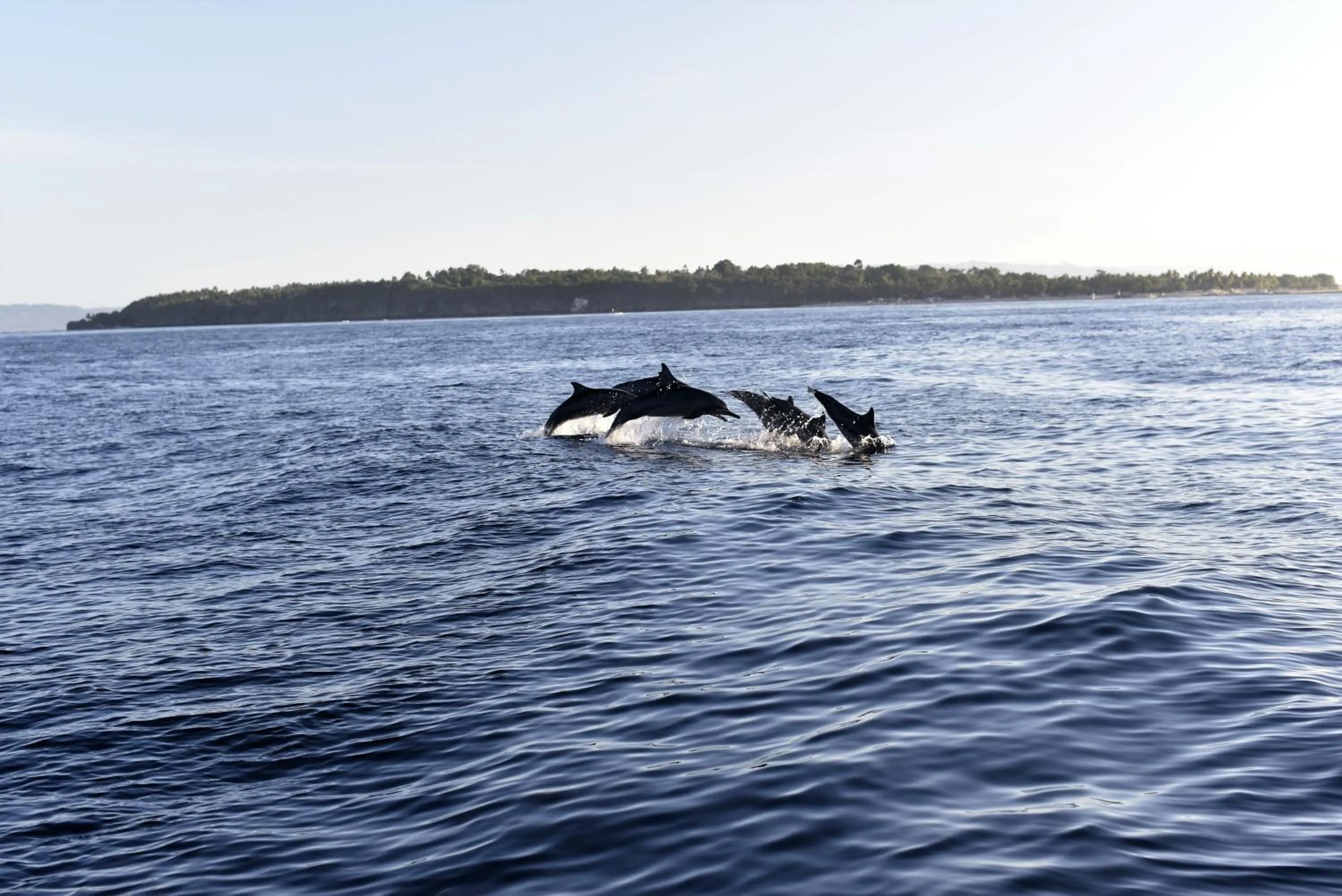 Summer in Shirley's Cottage - Pamilacan Island