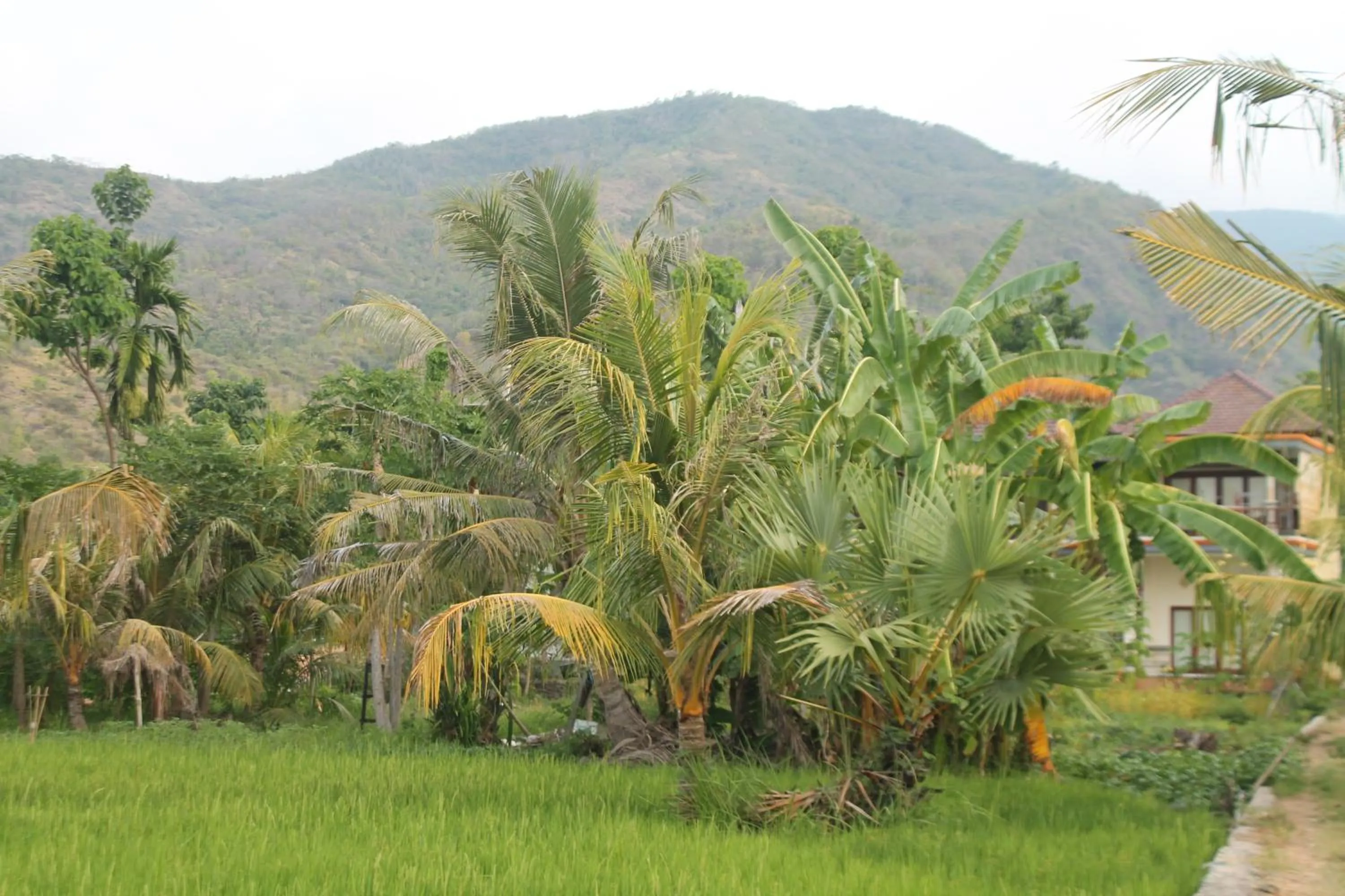 Natural landscape in Taman Padi Villa
