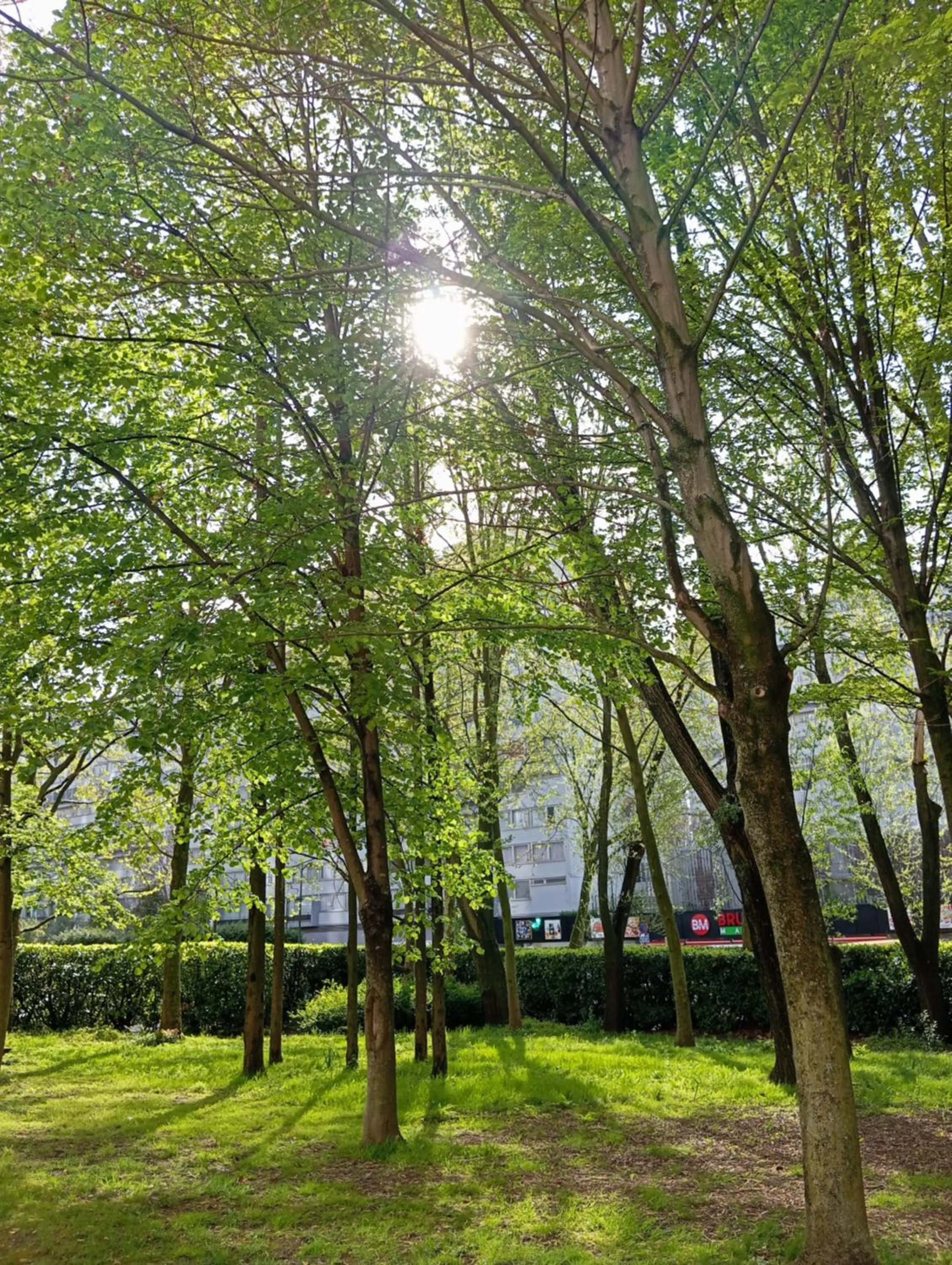 Garden in a&o Brussel Centrum